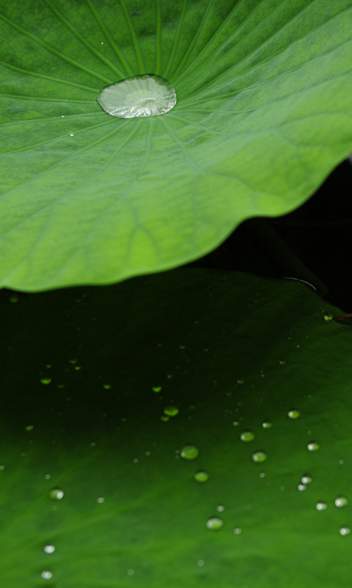 Nikon D5000 sample photo. In this rainy weather the shanghai people's park in china photography