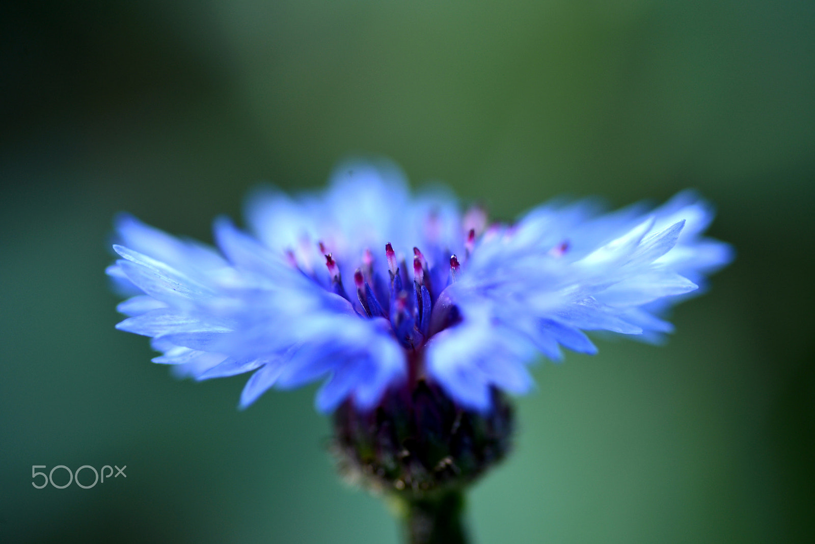 Nikon D600 sample photo. Centaurea shining photography
