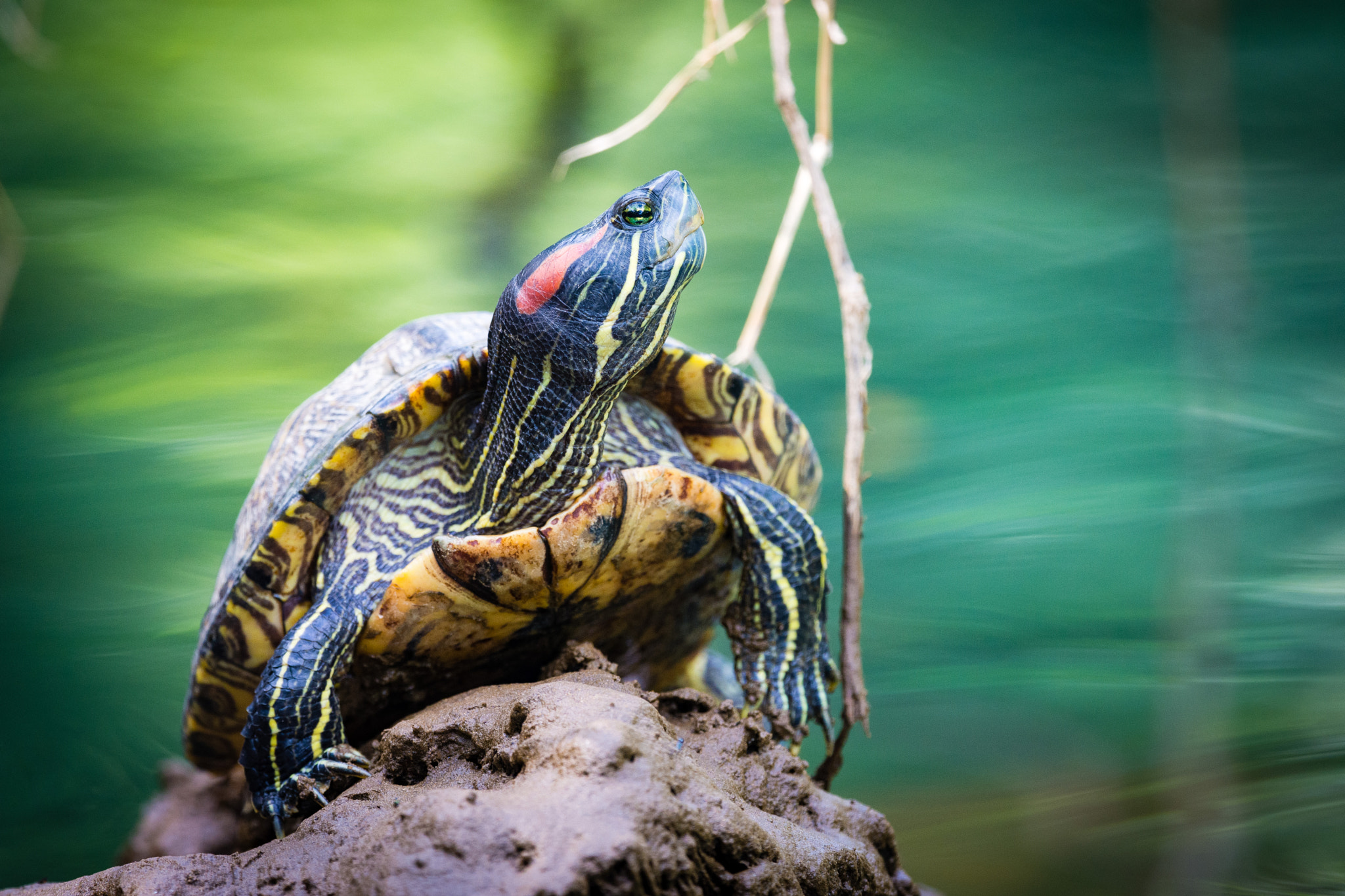 Nikon Nikkor AF-S 300mm F4E PF ED VR sample photo. Tortuga photography