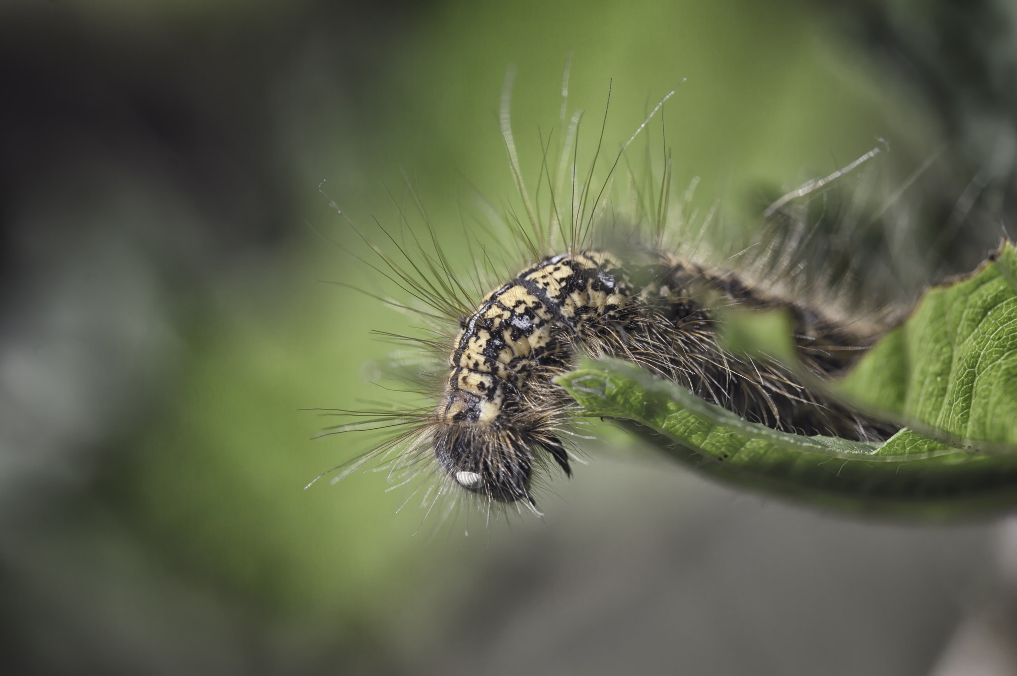 Nikon D3200 sample photo. Copycaterpillar on leaf photography