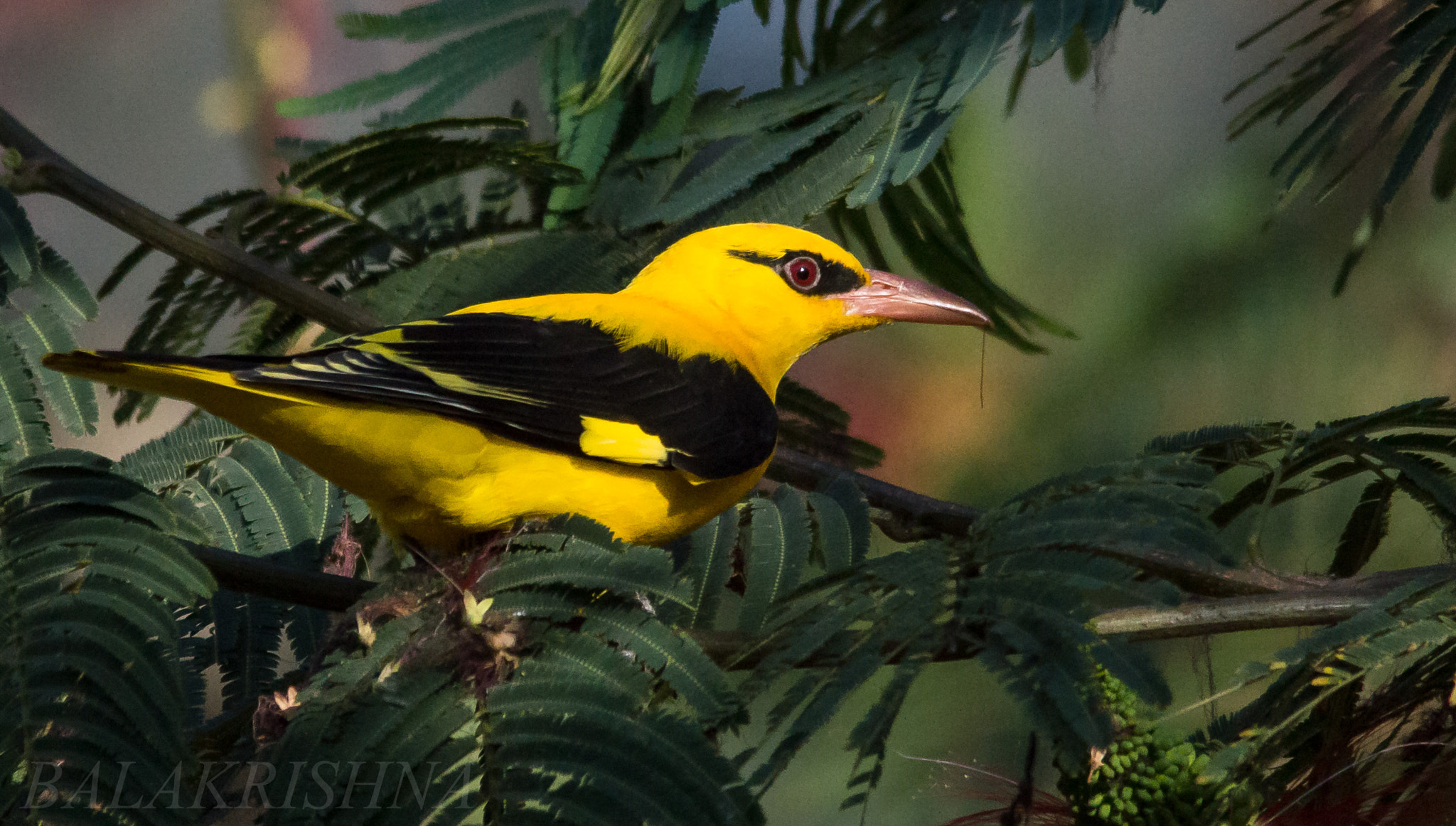 Sigma 150-500mm F5-6.3 DG OS HSM sample photo. Indian golden oriole photography