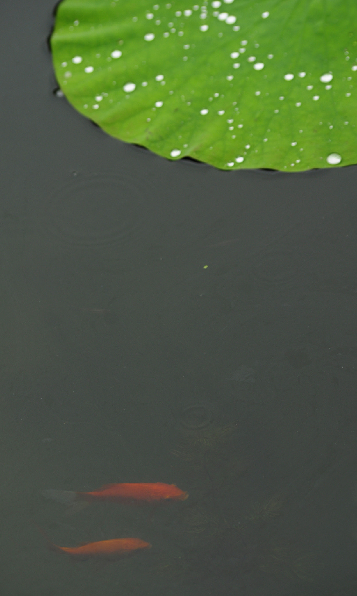 Nikon D5000 sample photo. Jiangnan（china） recoverable lotus photography