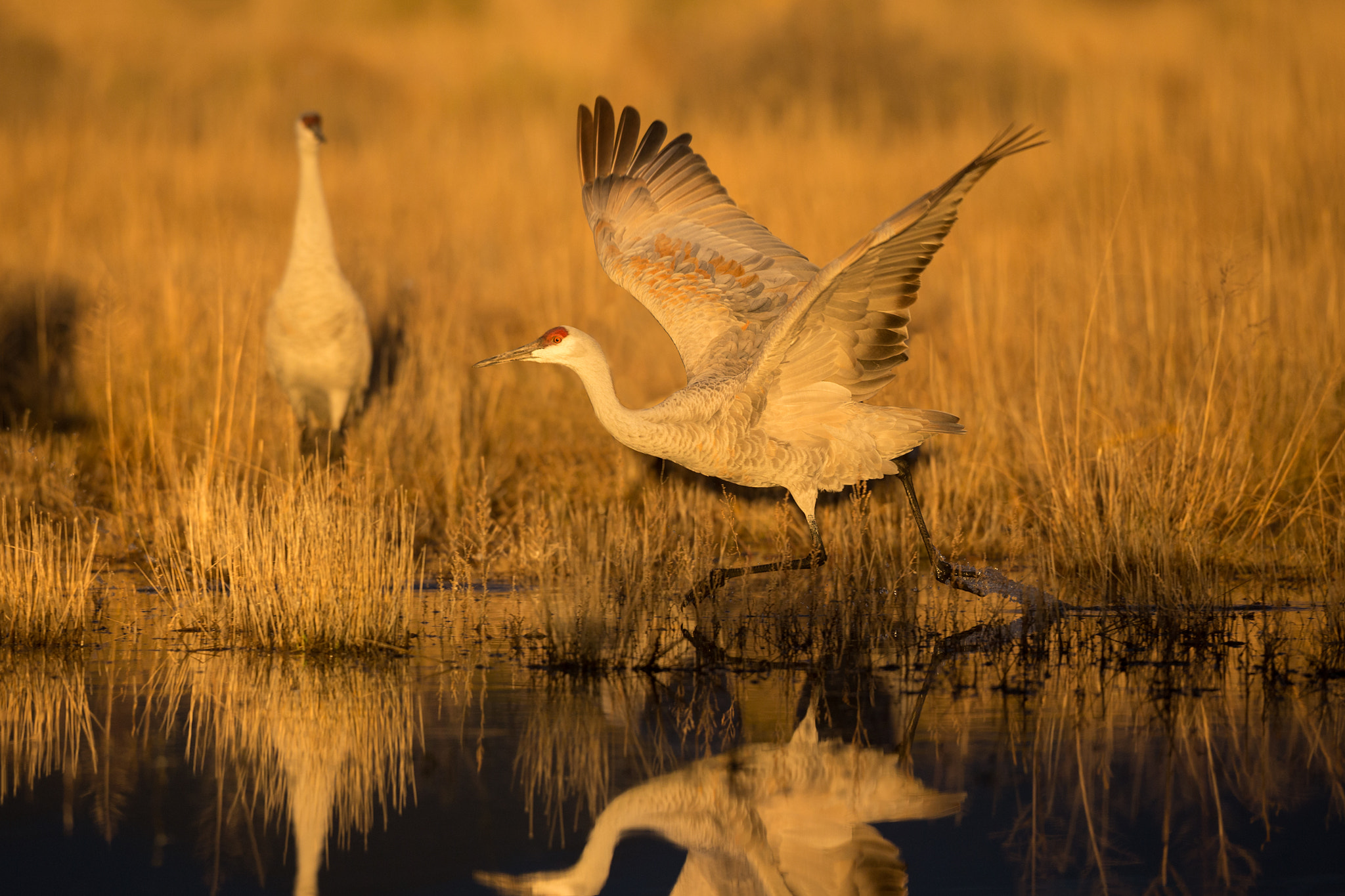 Canon EOS-1D X + Canon EF 500mm F4L IS USM sample photo. Sandhill crane morning light photography