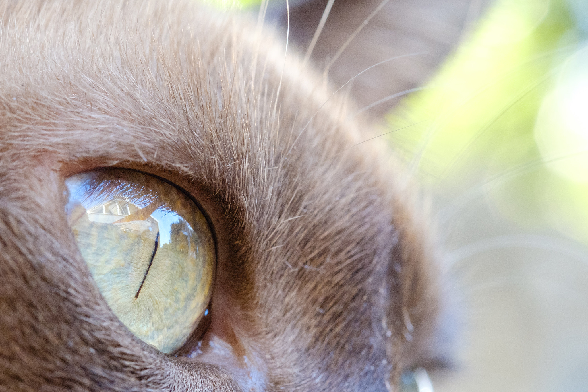 Fujifilm X-T2 + Fujifilm XF 60mm F2.4 R Macro sample photo. House in eye photography