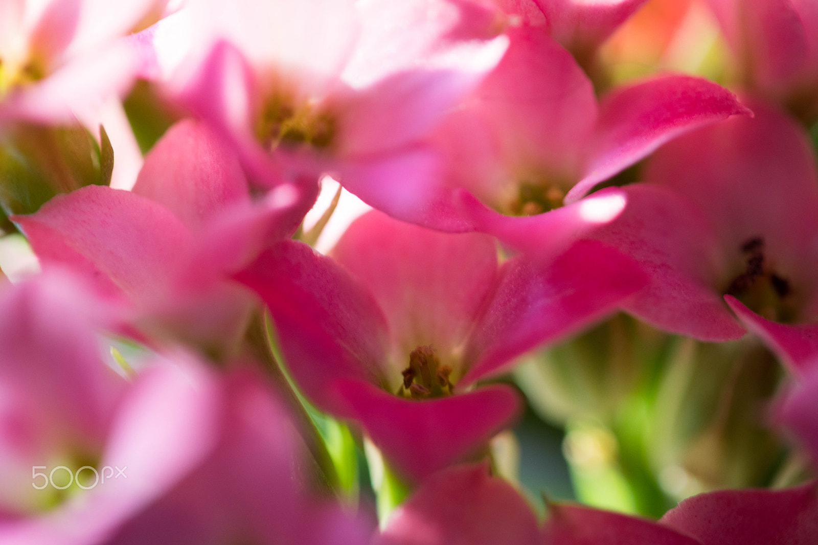 Canon EF-S 60mm F2.8 Macro USM sample photo. Flowers photography