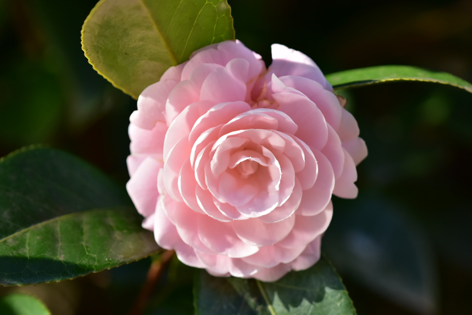 Nikon AF-S DX Micro-Nikkor 85mm F3.5G ED VR sample photo