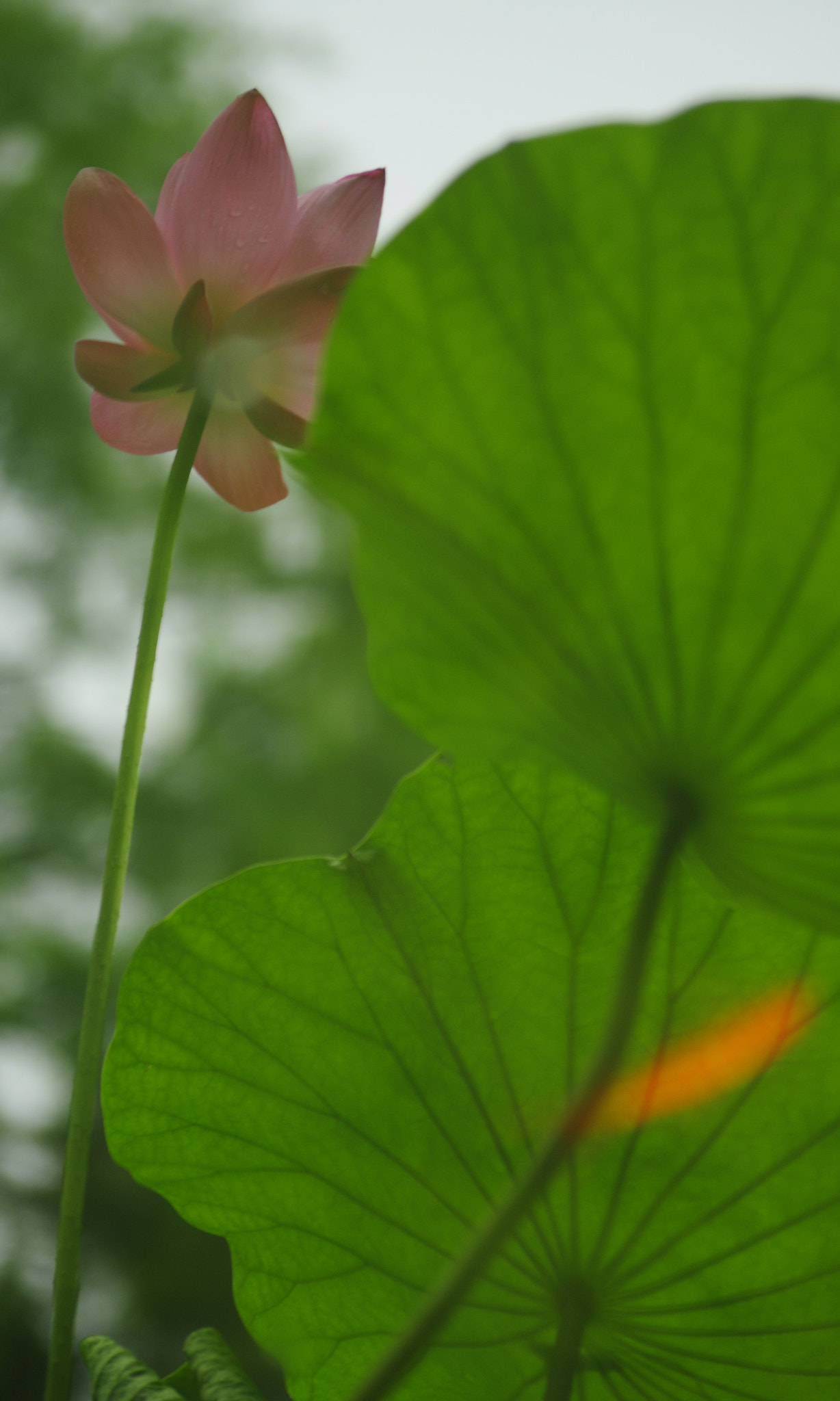 Nikon D5000 sample photo. Fish play lotus photography