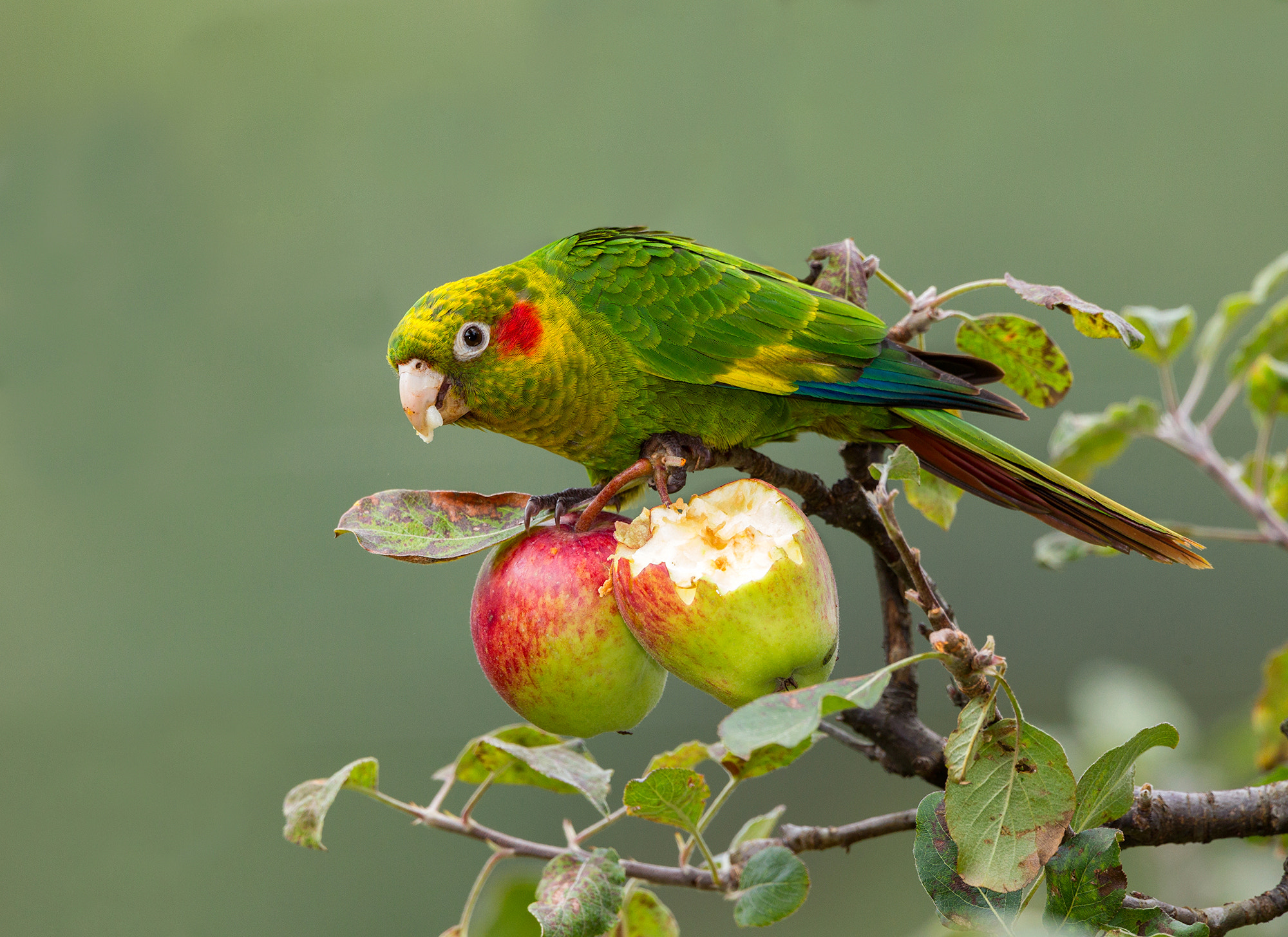 Canon EF 500mm F4L IS USM sample photo. Sulphur winged parakeet photography