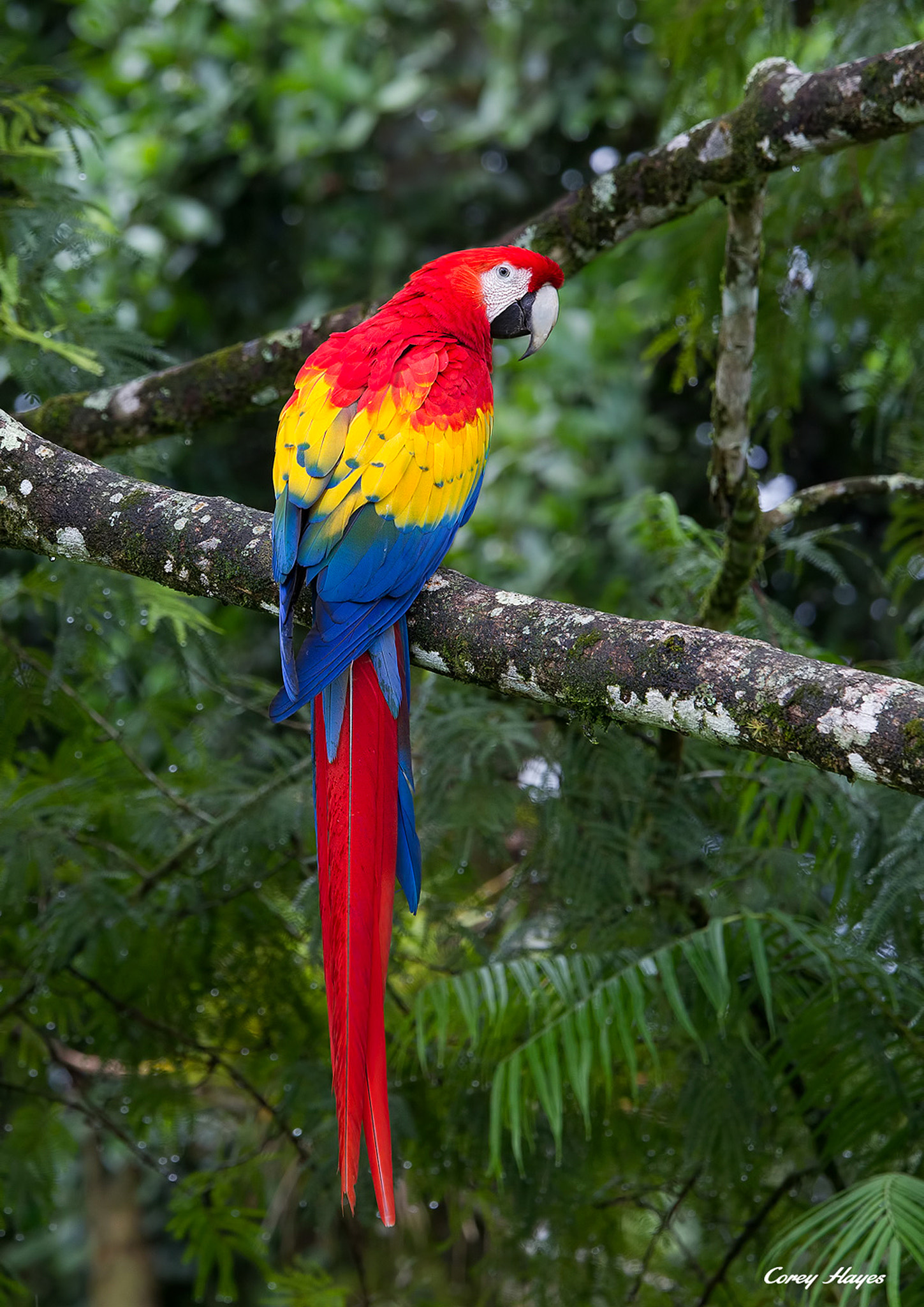 Canon EOS-1D Mark IV sample photo. Scarlet macaw photography