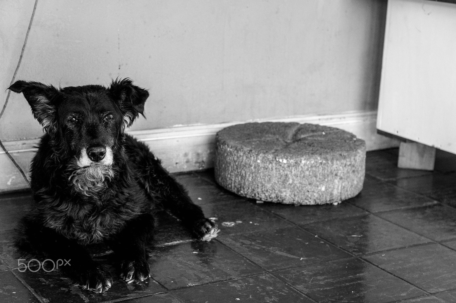 Sony SLT-A58 + Sony DT 16-50mm F2.8 SSM sample photo. Dog photography