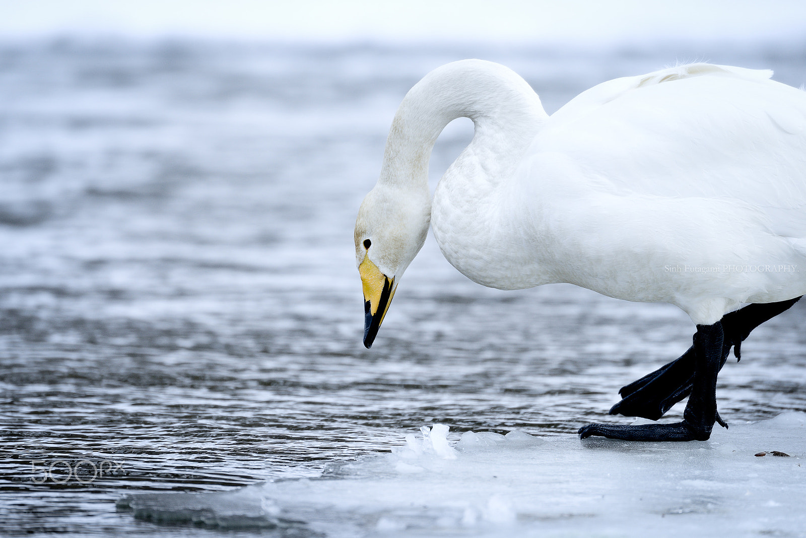 Nikon D800E sample photo. Frosty! photography