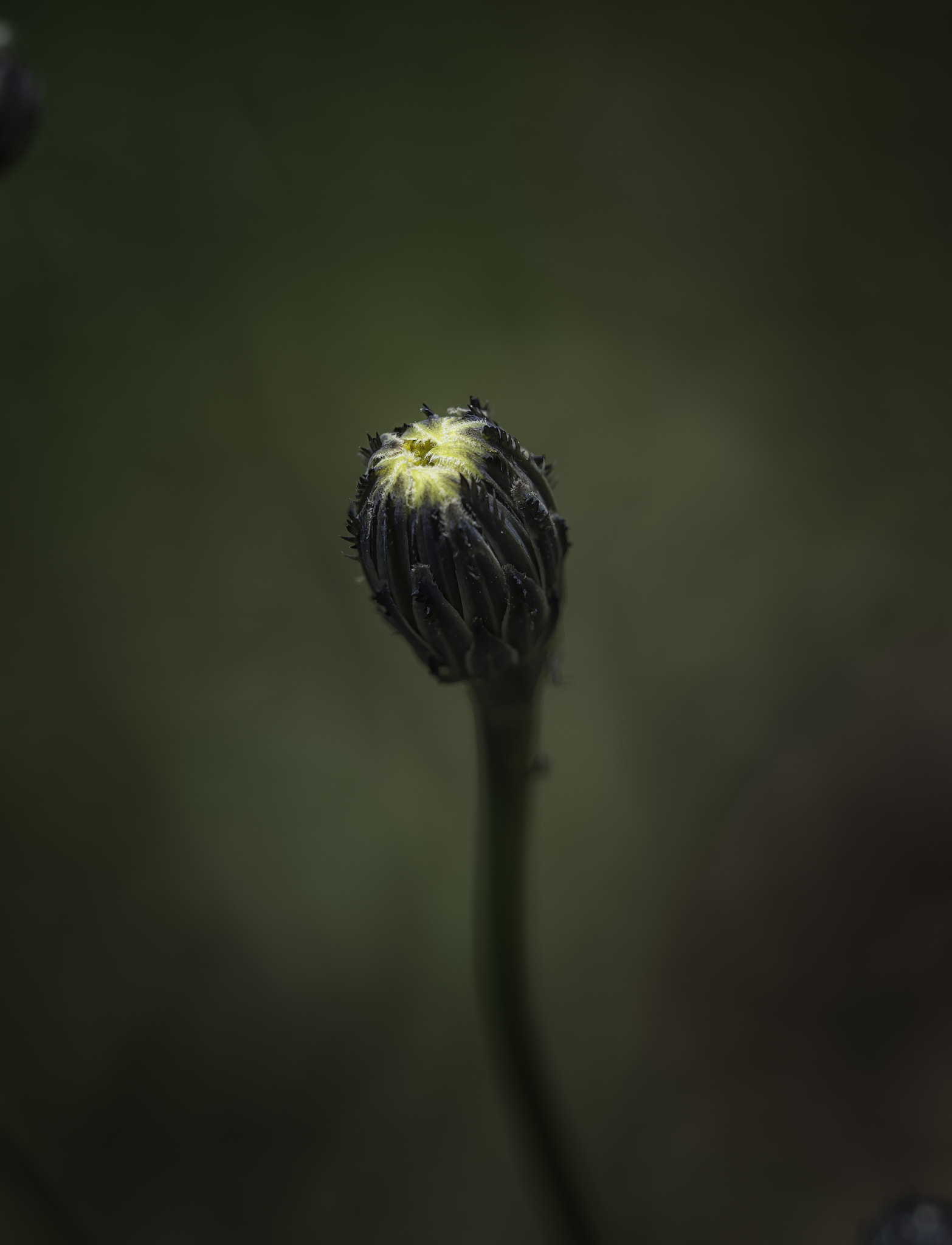 Nikon D3200 sample photo. Raedy to bloom photography