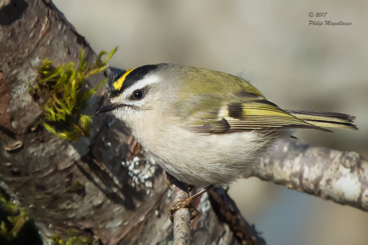 Nikon Nikkor AF-S 300mm F4E PF ED VR sample photo. Golden-crowned kinglet -2 photography
