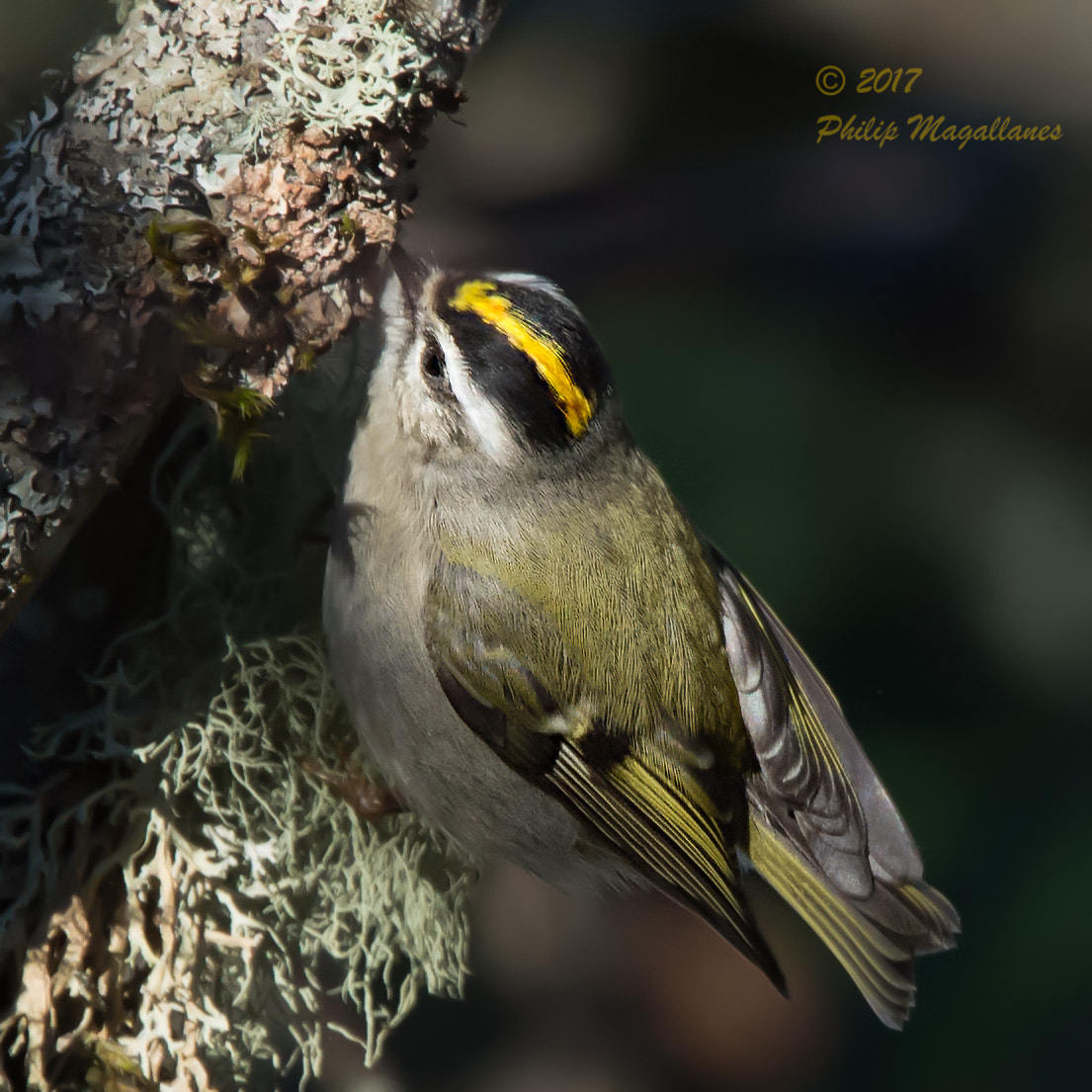 Nikon Nikkor AF-S 300mm F4E PF ED VR sample photo. Golden-crowned kinglet -1 photography