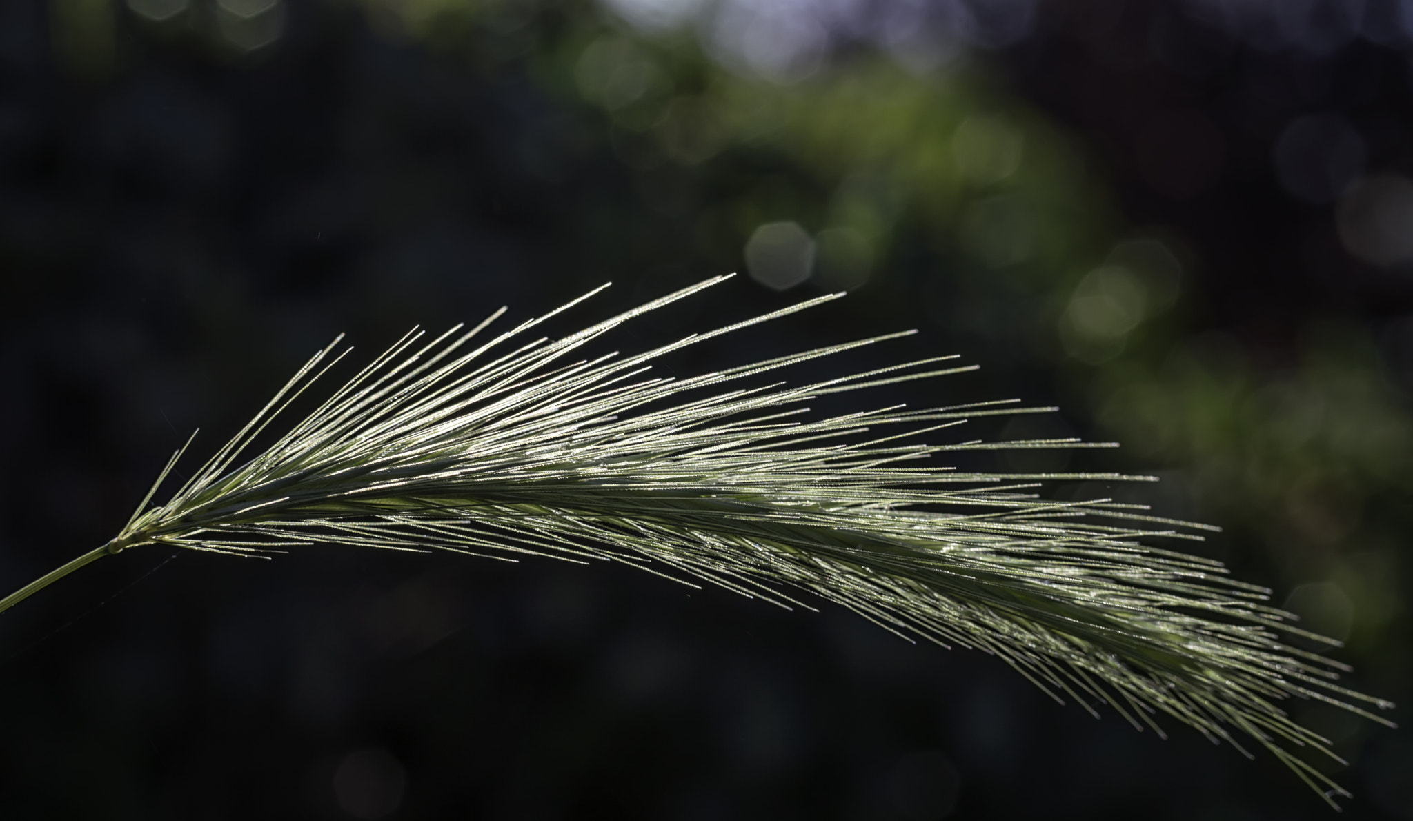 Nikon D3200 sample photo. Cat tail photography