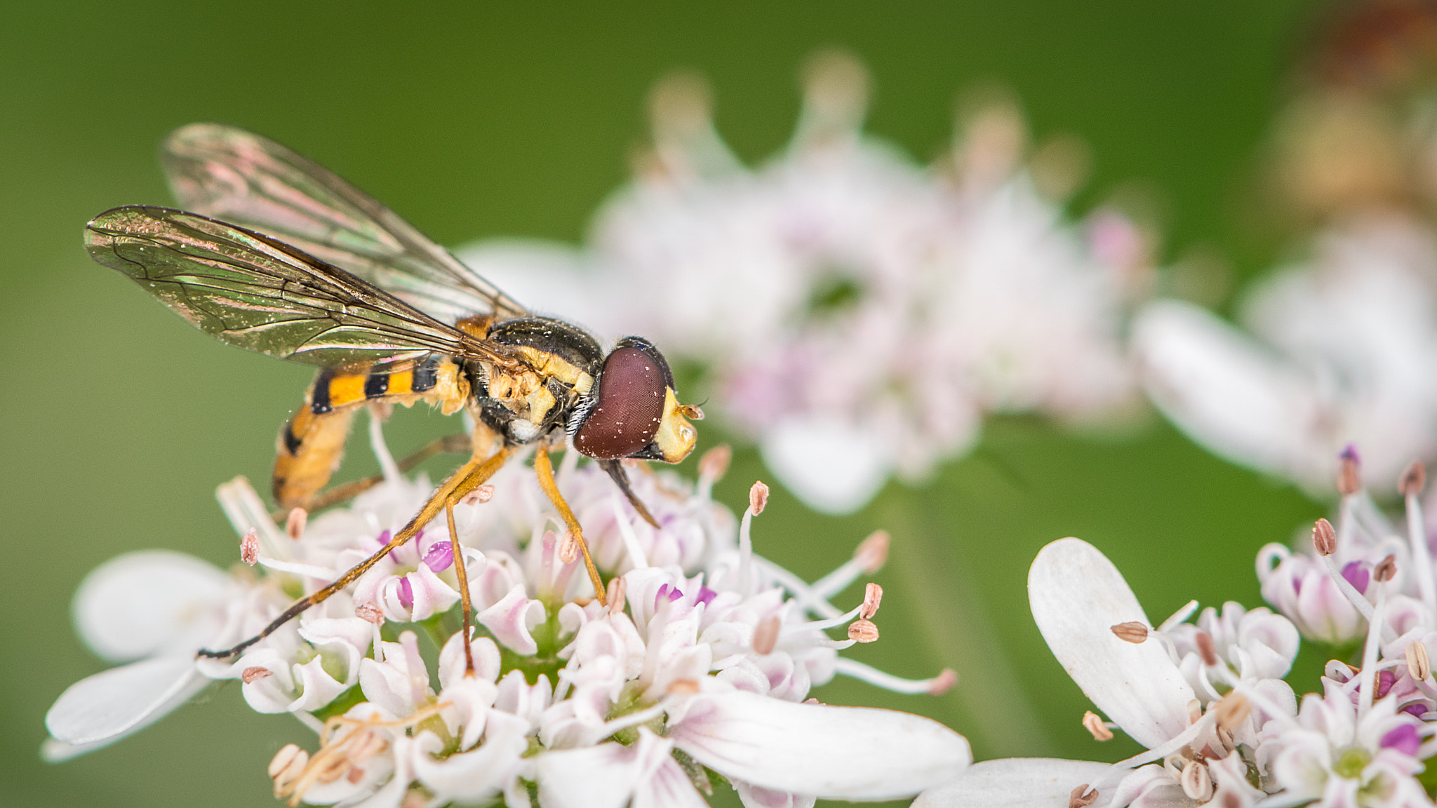 Nikon AF-S Micro-Nikkor 105mm F2.8G IF-ED VR sample photo. Hoverfly photography