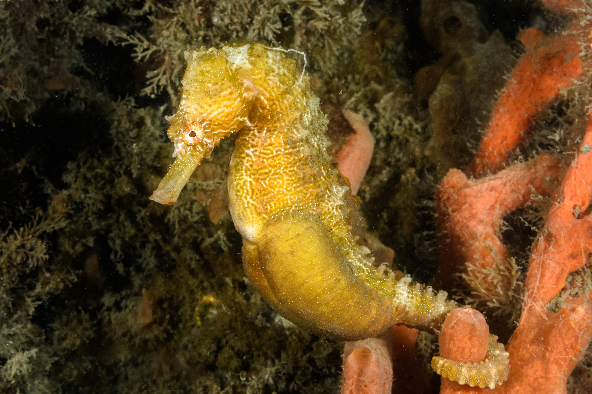 Nikon D7200 + Nikon AF-S Micro-Nikkor 60mm F2.8G ED sample photo. Not just a seahorse... photography