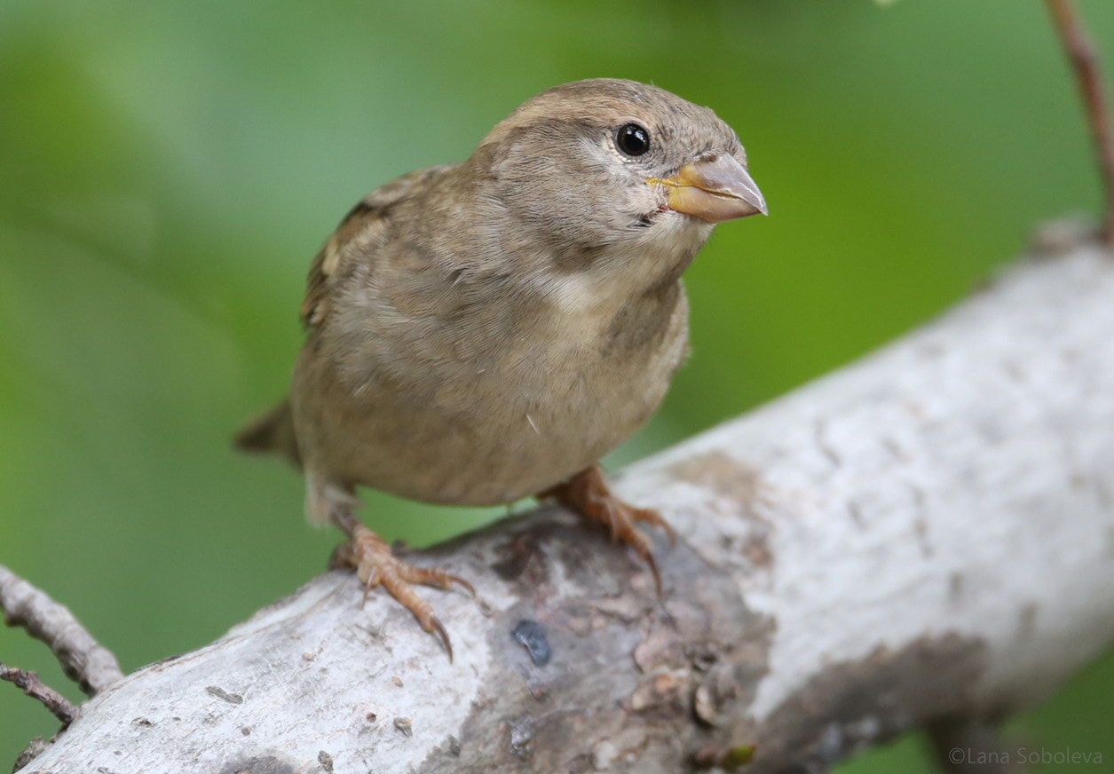 Sigma 150-600mm F5-6.3 DG OS HSM | C sample photo. Lil' sparrow photography