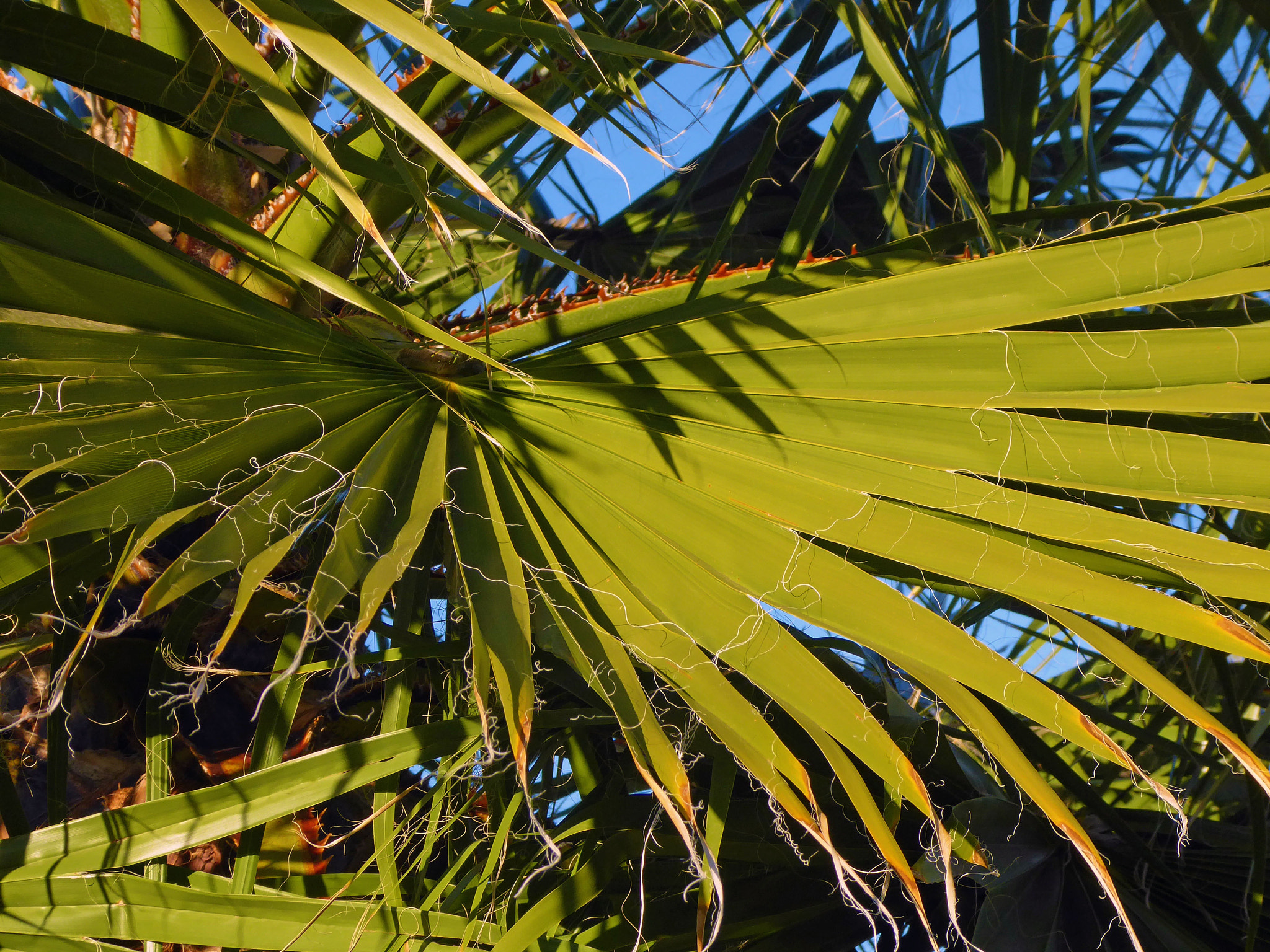 Panasonic Lumix DMC-ZS50 (Lumix DMC-TZ70) sample photo. Palm leaves photography