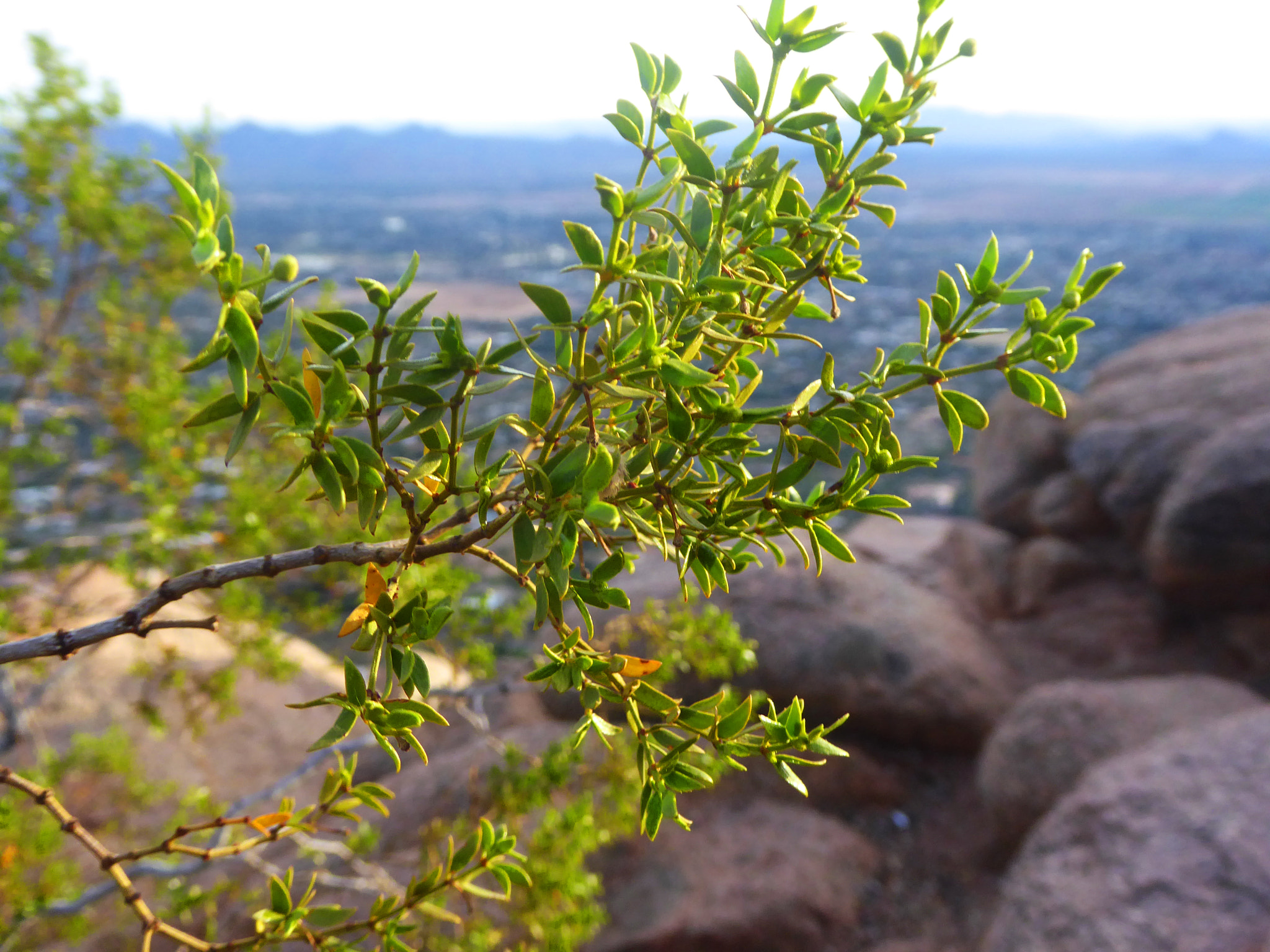 Panasonic Lumix DMC-ZS50 (Lumix DMC-TZ70) sample photo. Shrub in front of phoenix photography