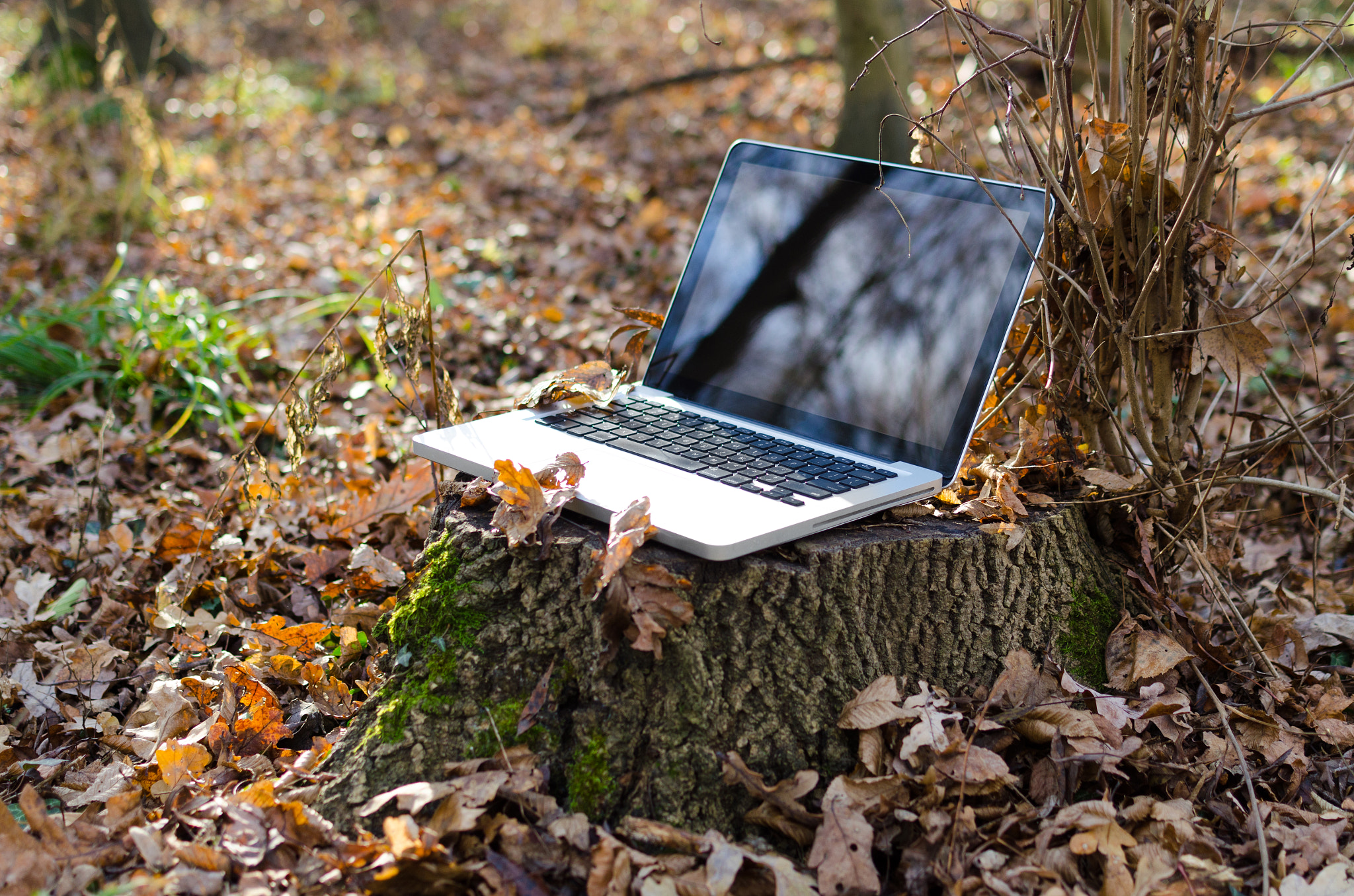 Working on laptop in forest