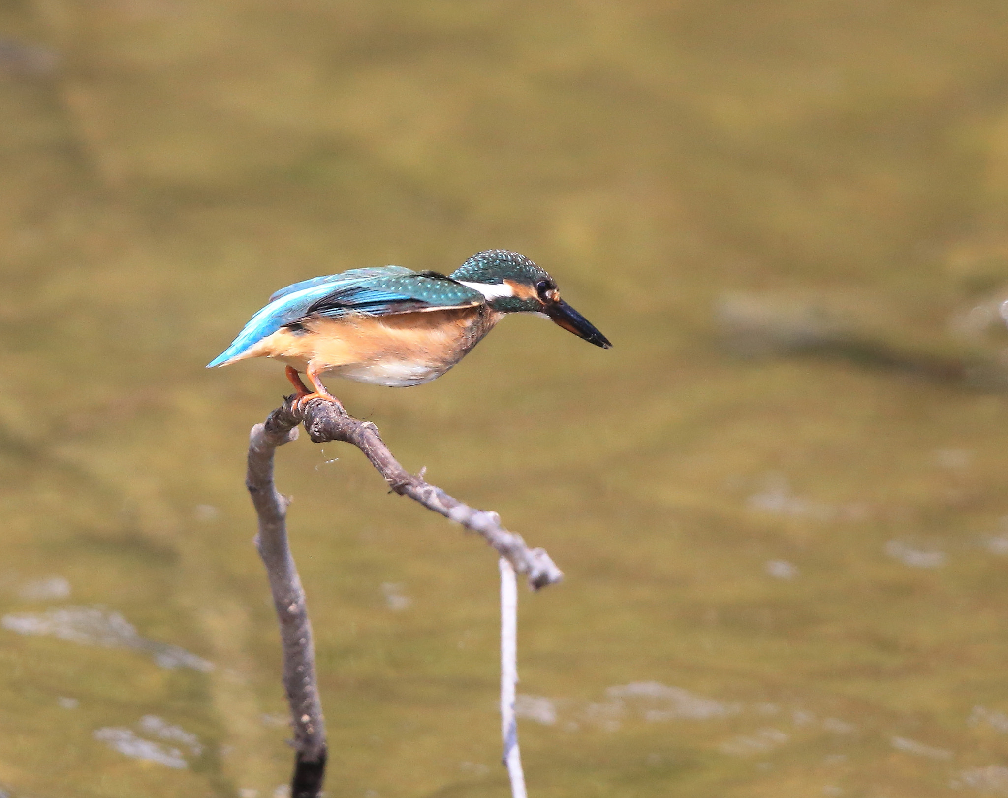 Canon EF 600mm F4L IS II USM sample photo. 652 photography