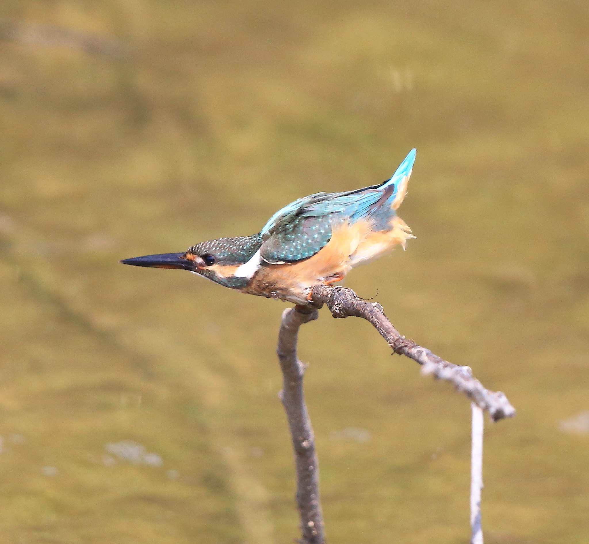 Canon EOS-1D X + Canon EF 600mm F4L IS II USM sample photo. 669 photography