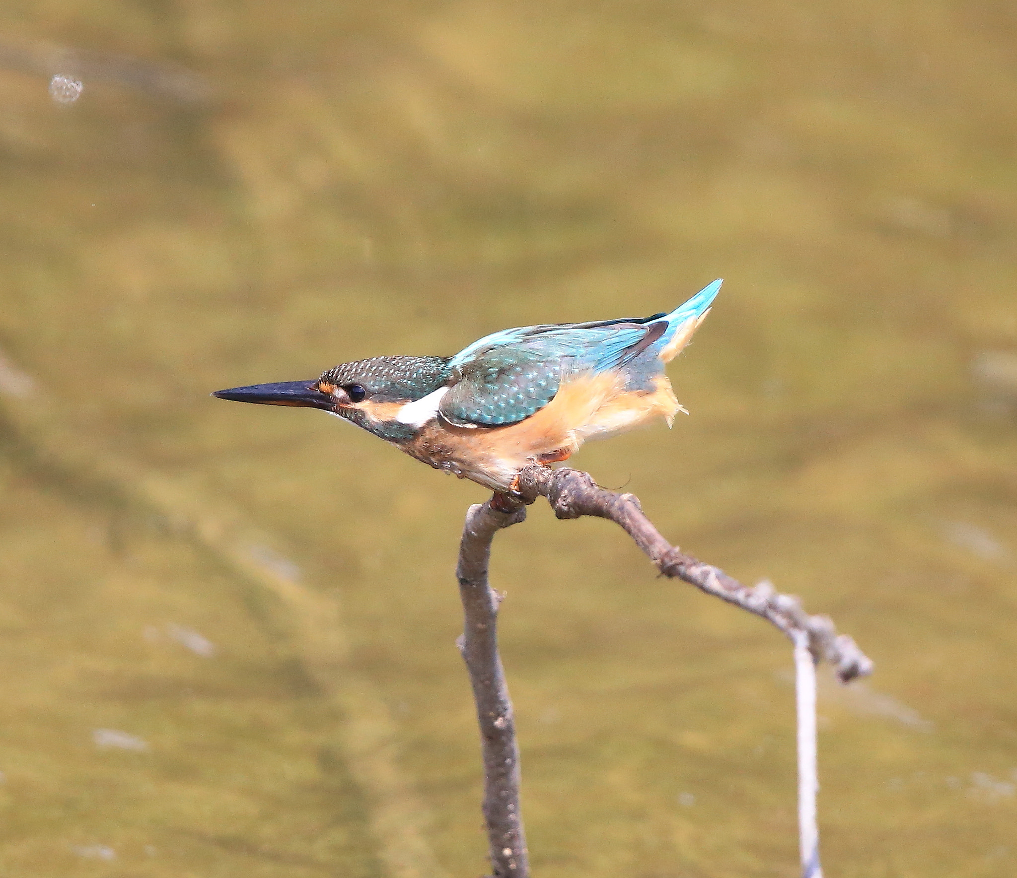 Canon EF 600mm F4L IS II USM sample photo. 670 photography