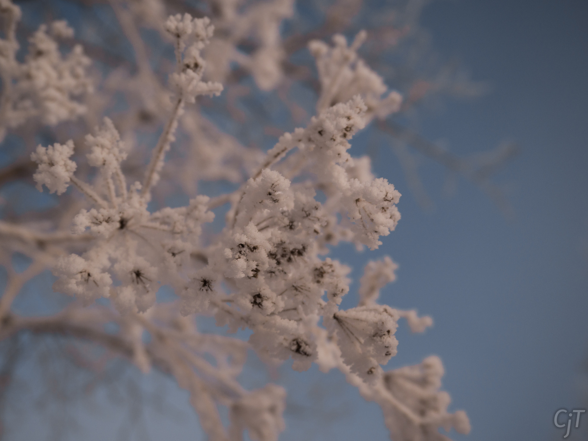 LUMIX G VARIO PZ 14-42/F3.5-5.6 sample photo. Frost - white and blue photography
