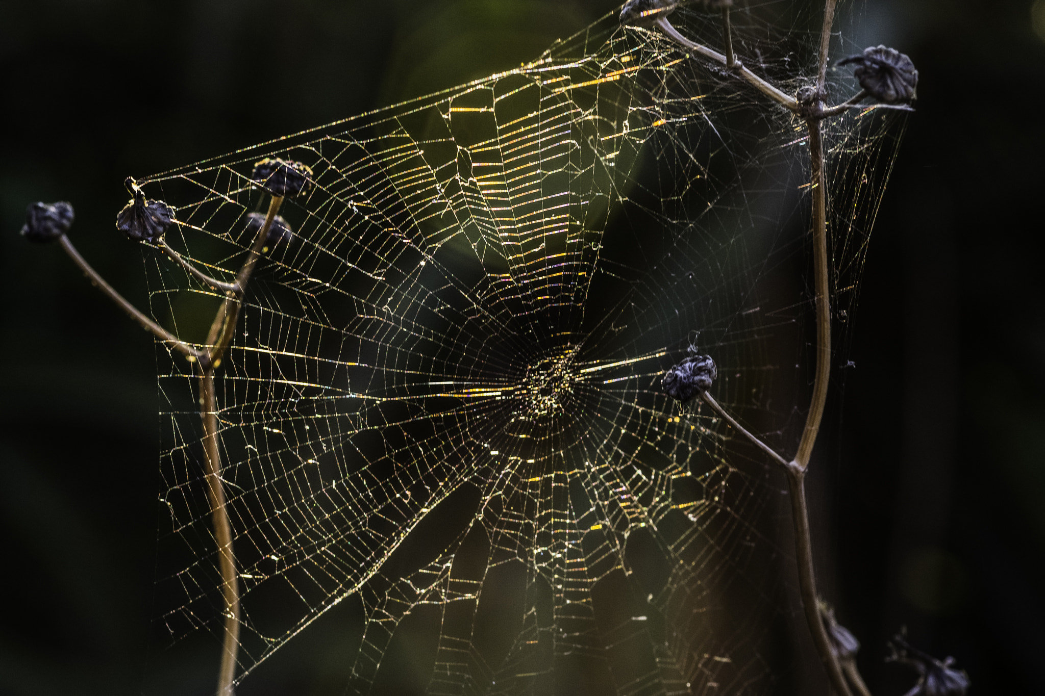 Nikon D5300 + Tokina AT-X Pro 100mm F2.8 Macro sample photo. Spider´s web photography