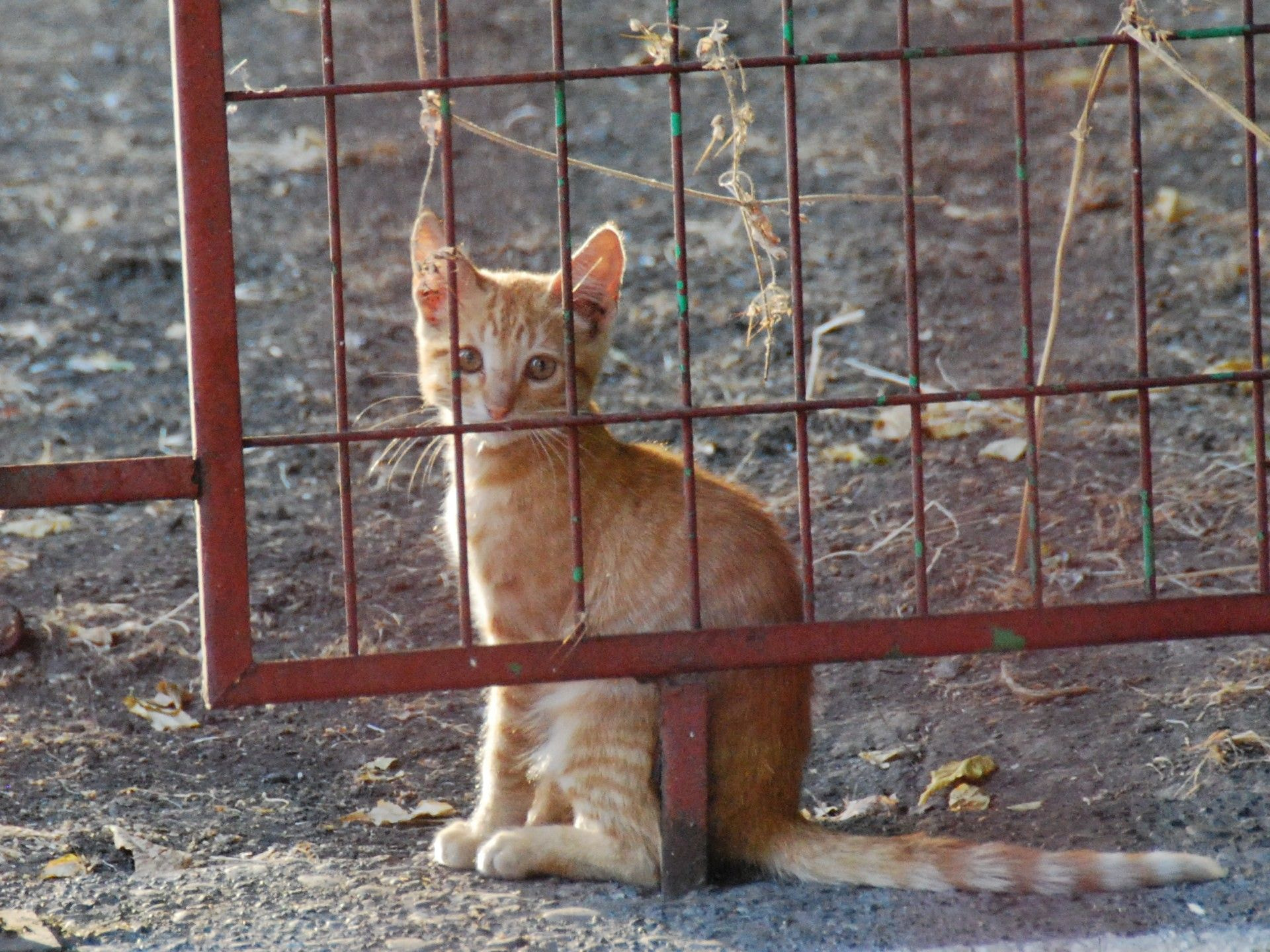 Nikon D40X sample photo. Image photography