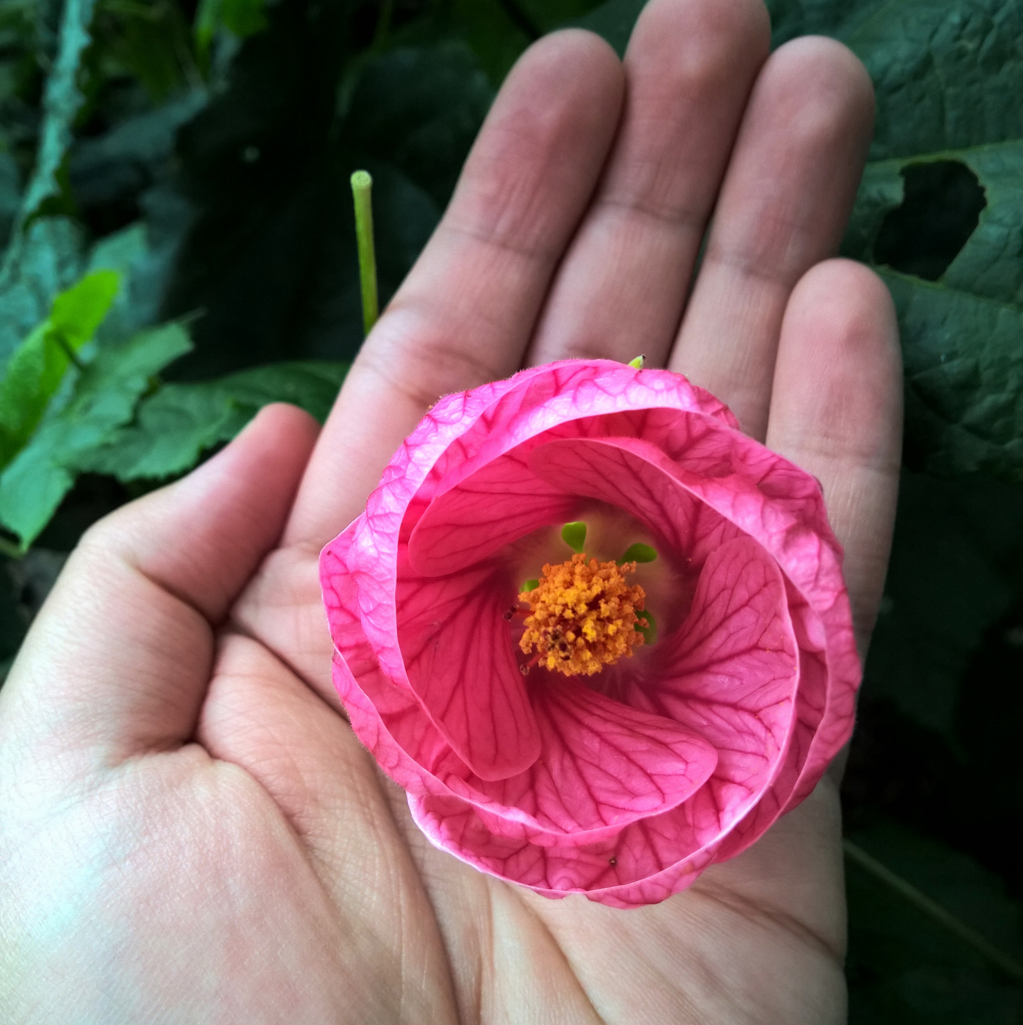 Nokia Lumia 929 sample photo. Abutilon flower photography