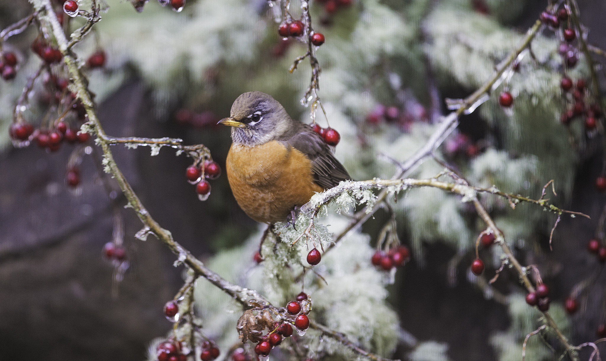 Canon EOS-1D X sample photo. Breakfast on ice photography