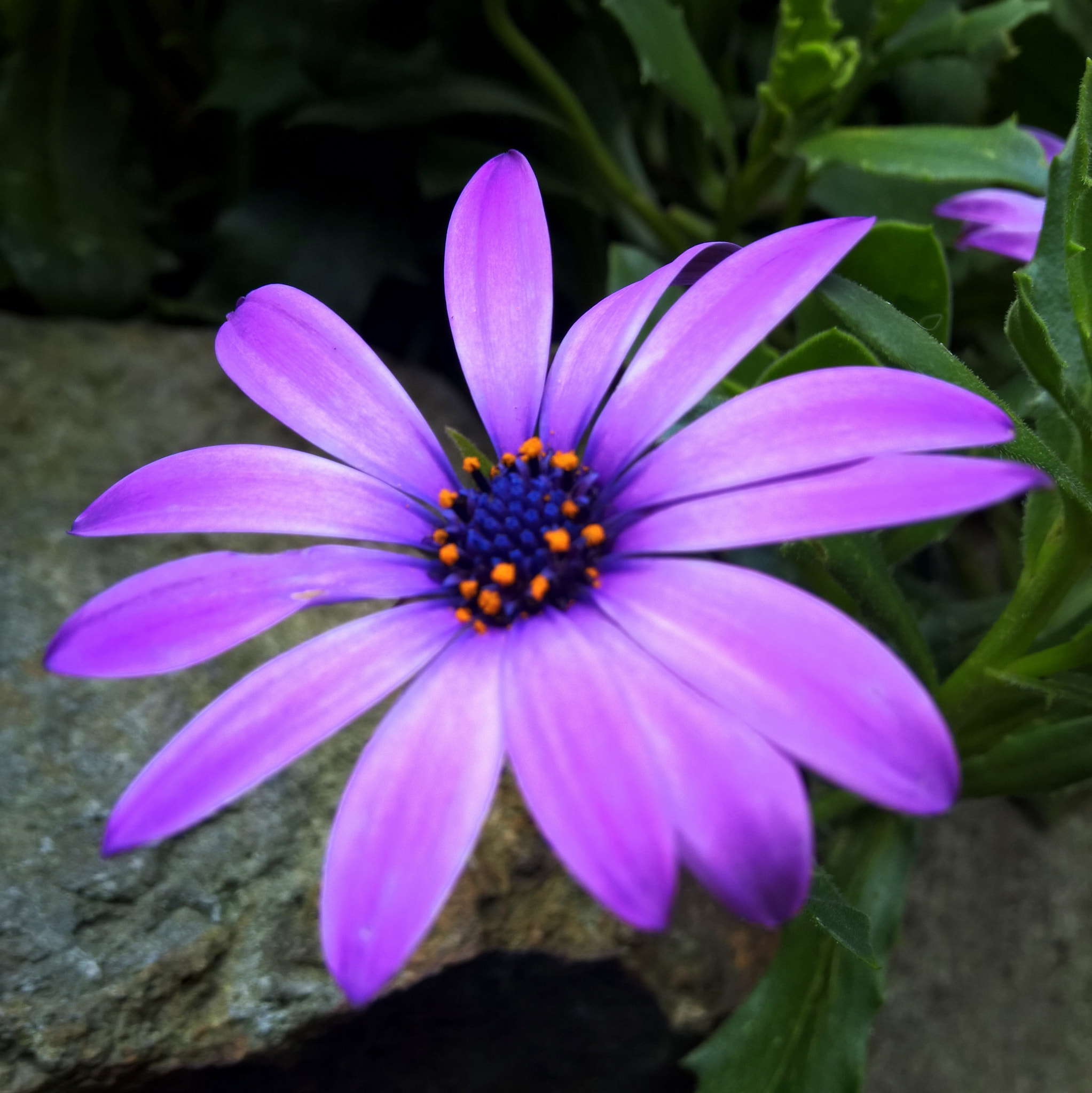 Nokia Lumia 929 sample photo. Violet flower photography
