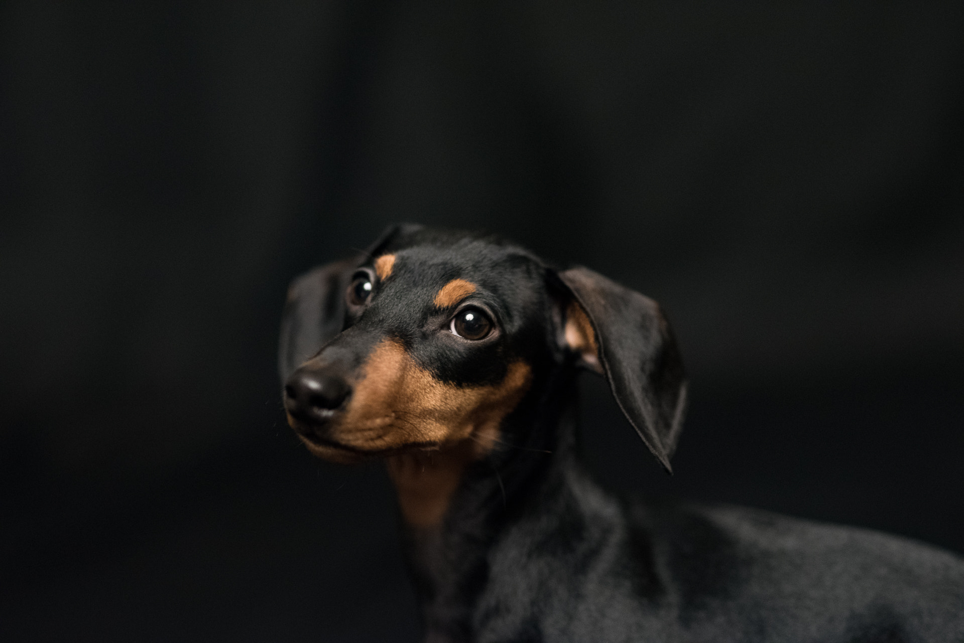 Nikon D750 + Sigma 85mm F1.4 EX DG HSM sample photo. Black and brown photography