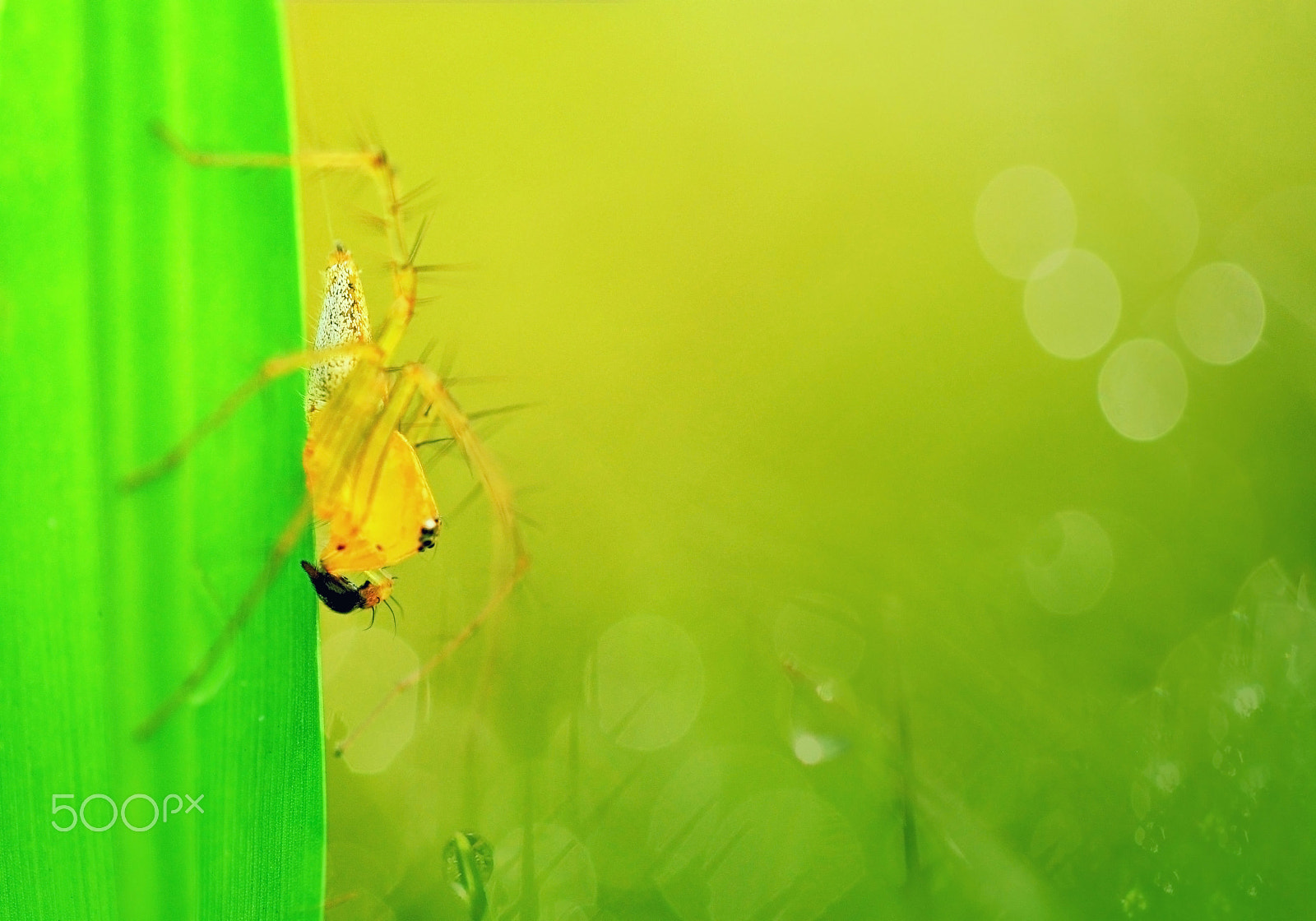 Nikon D5000 sample photo. Yellow photography