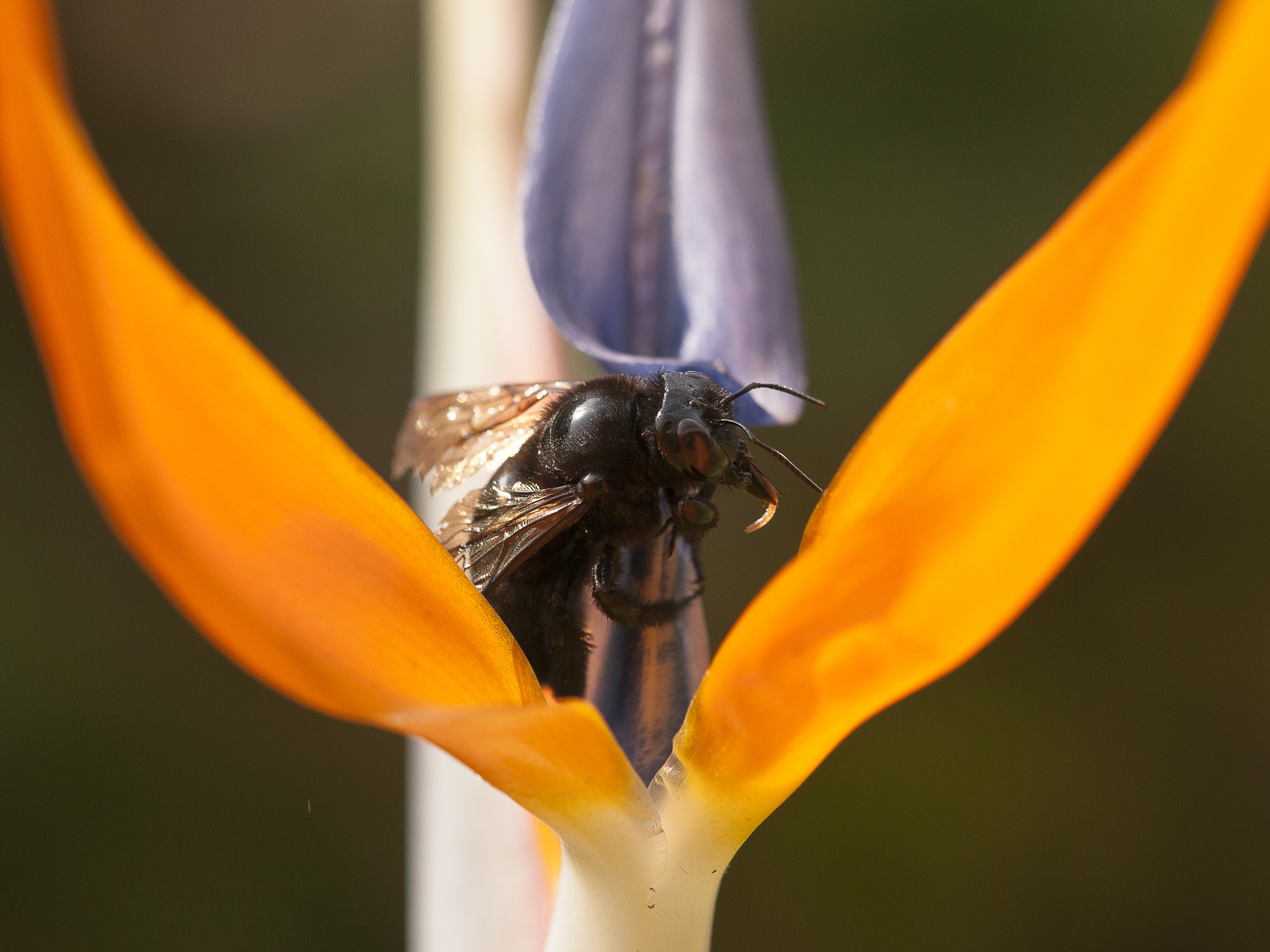 Nikon D300S + Sigma 150mm F2.8 EX DG Macro HSM sample photo. Mealtime photography