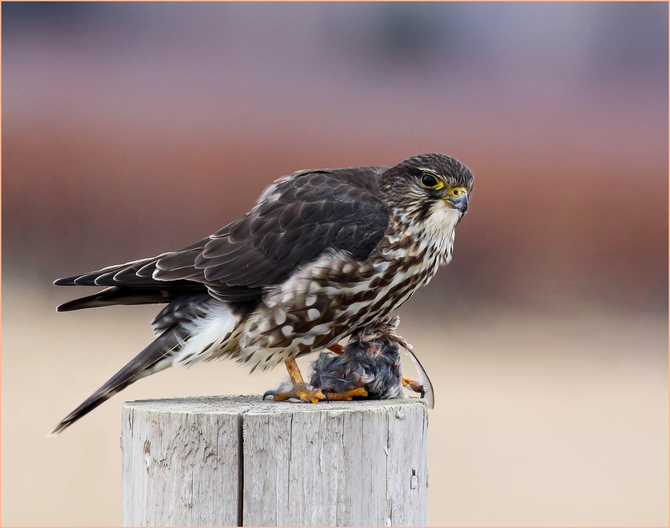 Canon EOS 70D + Canon EF 400mm F5.6L USM sample photo. Merlin falcon photography