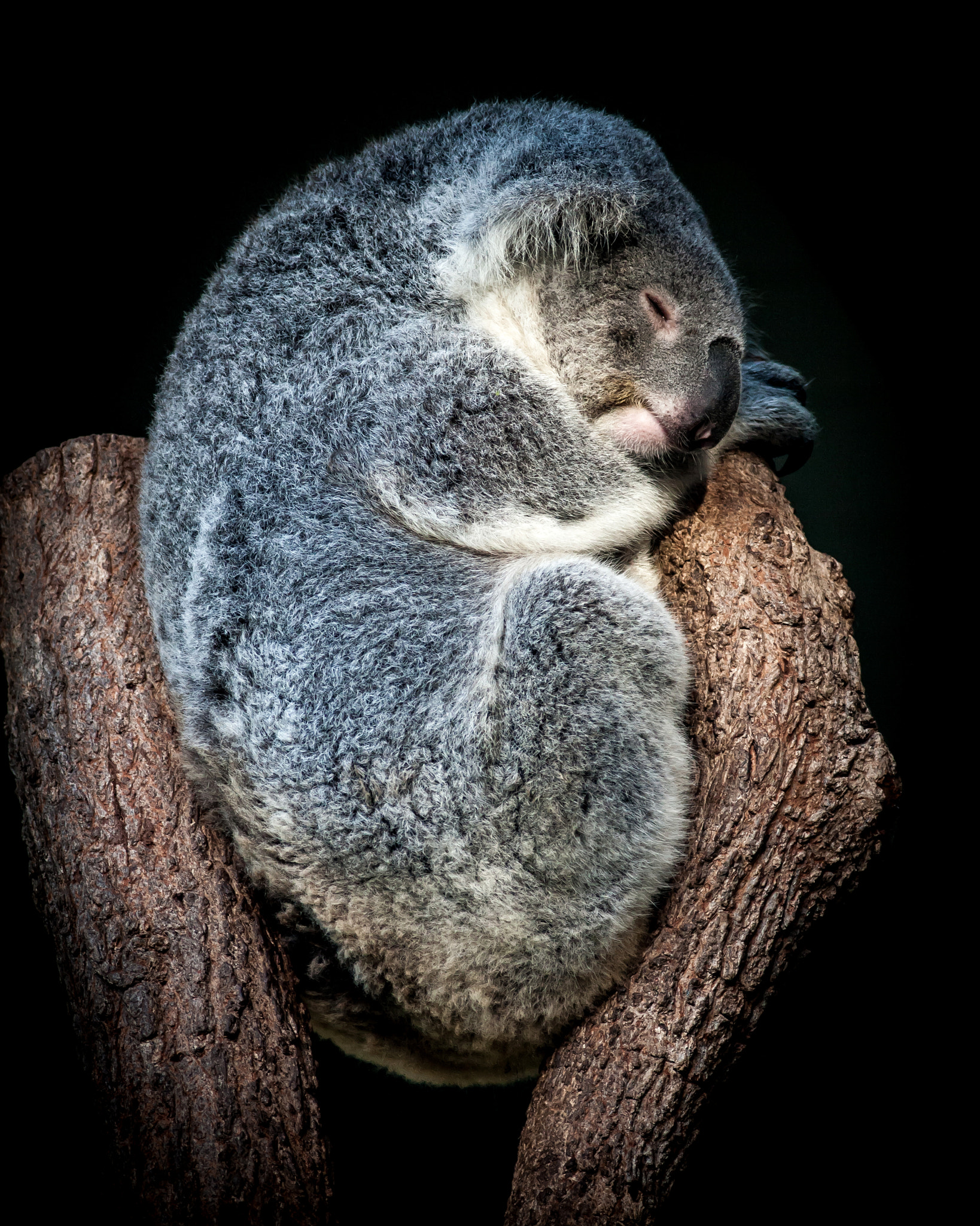 Canon EOS 40D + Canon EF 400mm F5.6L USM sample photo. I can sleep anywhere... photography