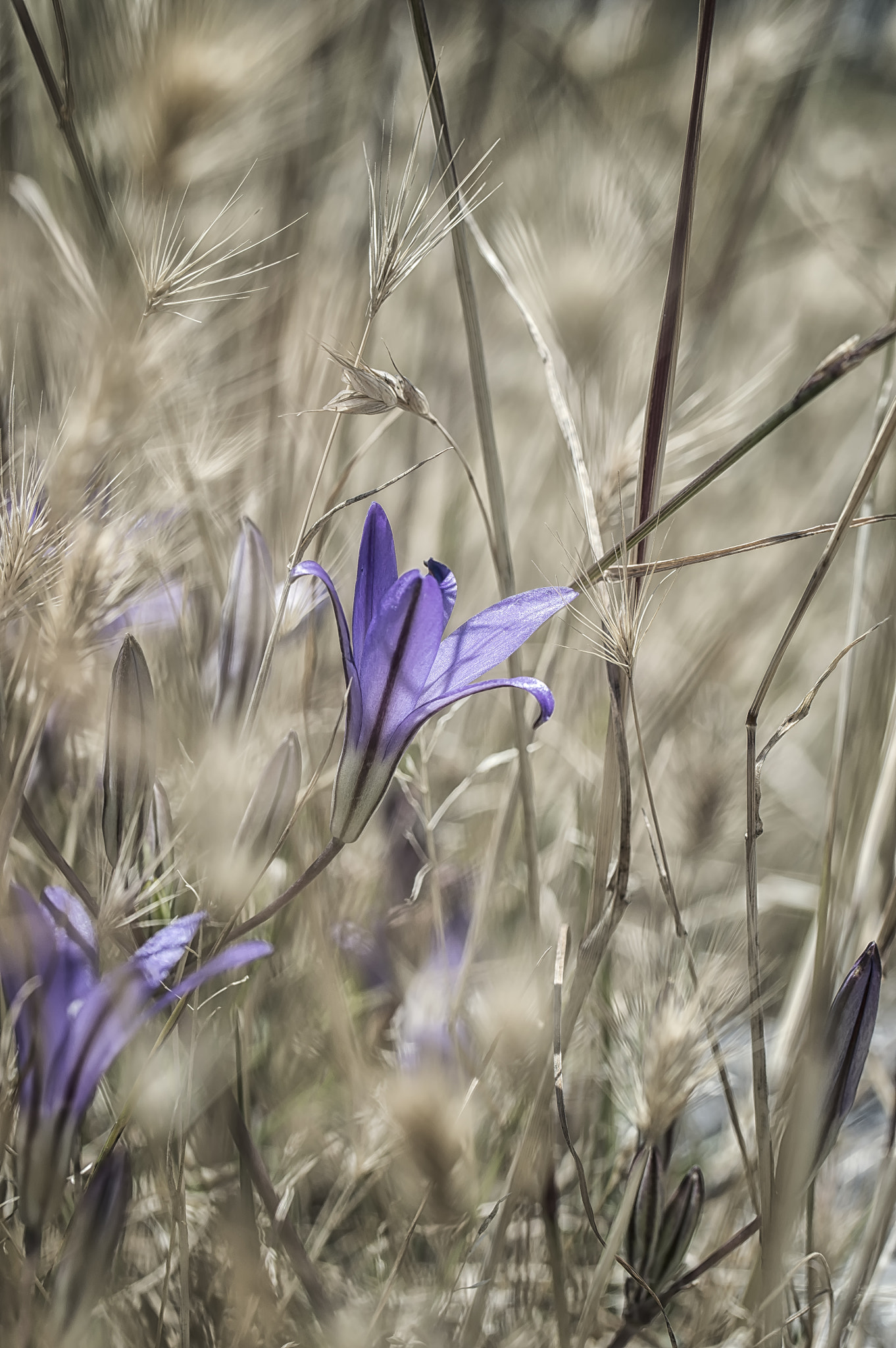 Nikon D3200 sample photo. Cattle point photography