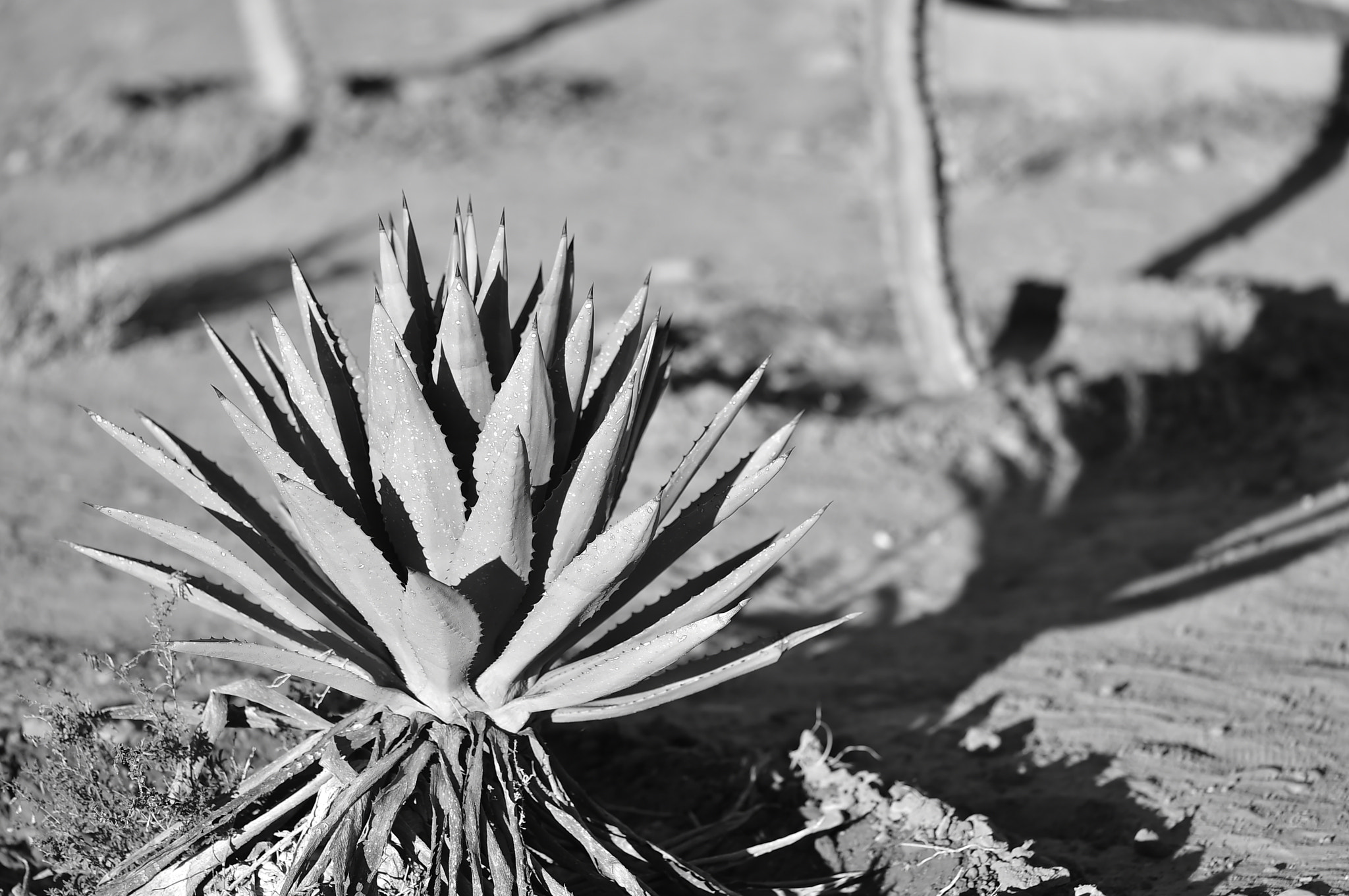 Nikon D4S + Sigma 150mm F2.8 EX DG OS Macro HSM sample photo. A little tree photography