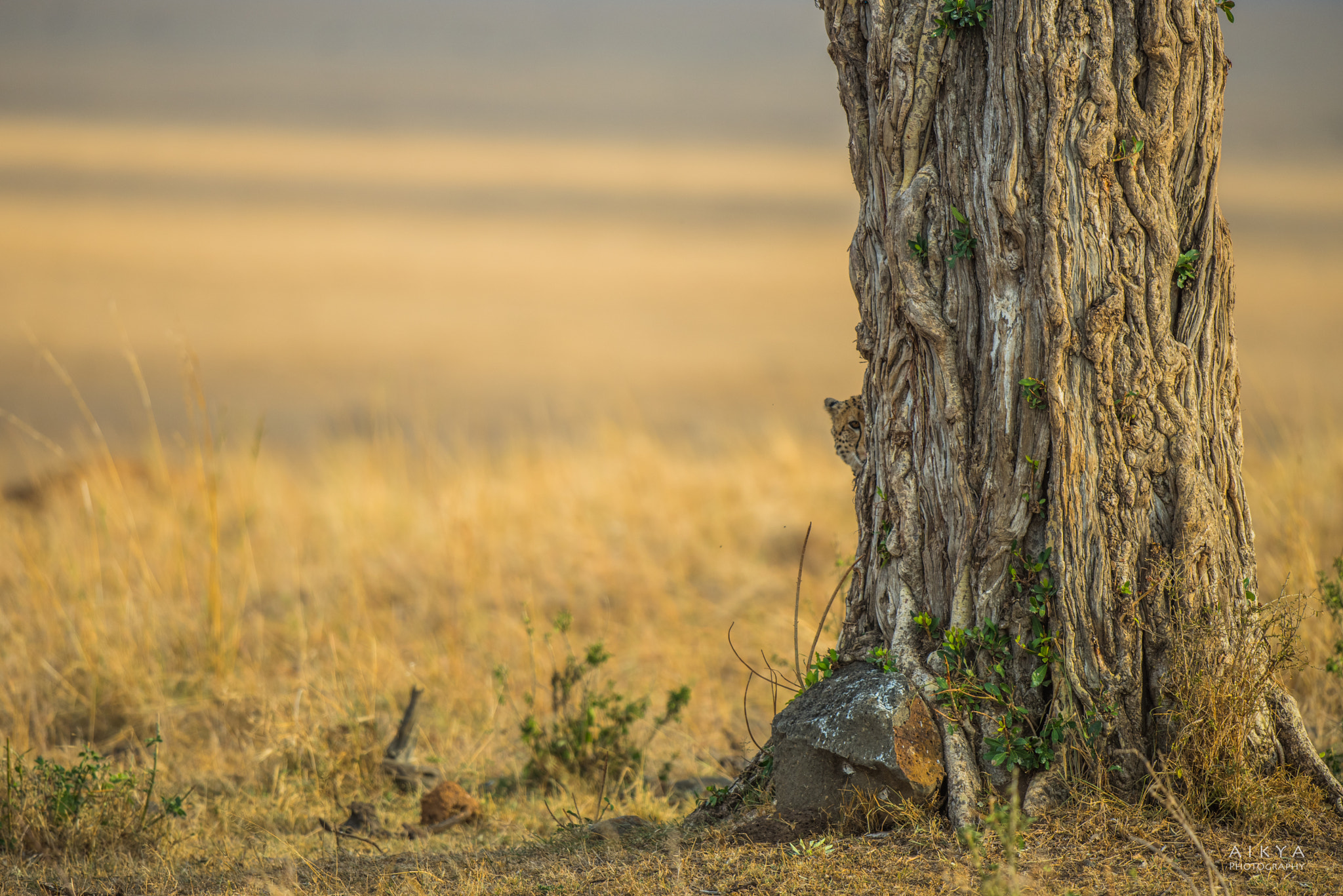 Nikon D810 + Nikon AF-S Nikkor 500mm F4G ED VR sample photo. Peep a boo photography