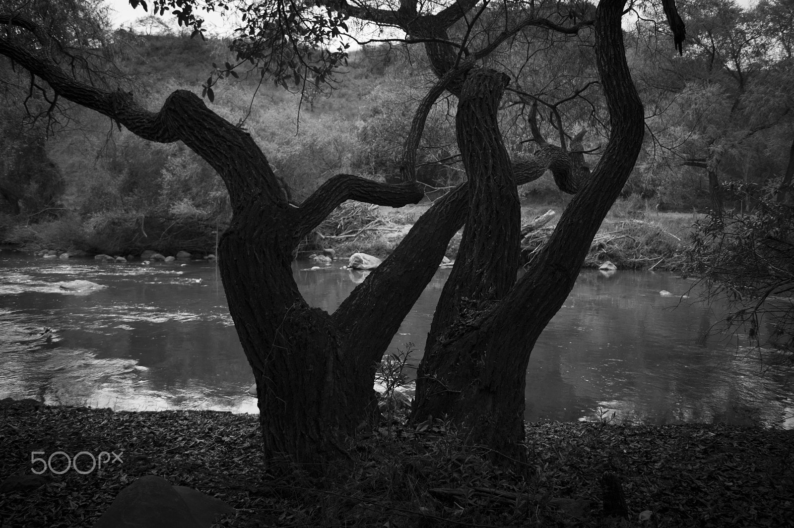 Sony Alpha DSLR-A380 + Sony DT 18-55mm F3.5-5.6 SAM sample photo. Old trees on the shore photography