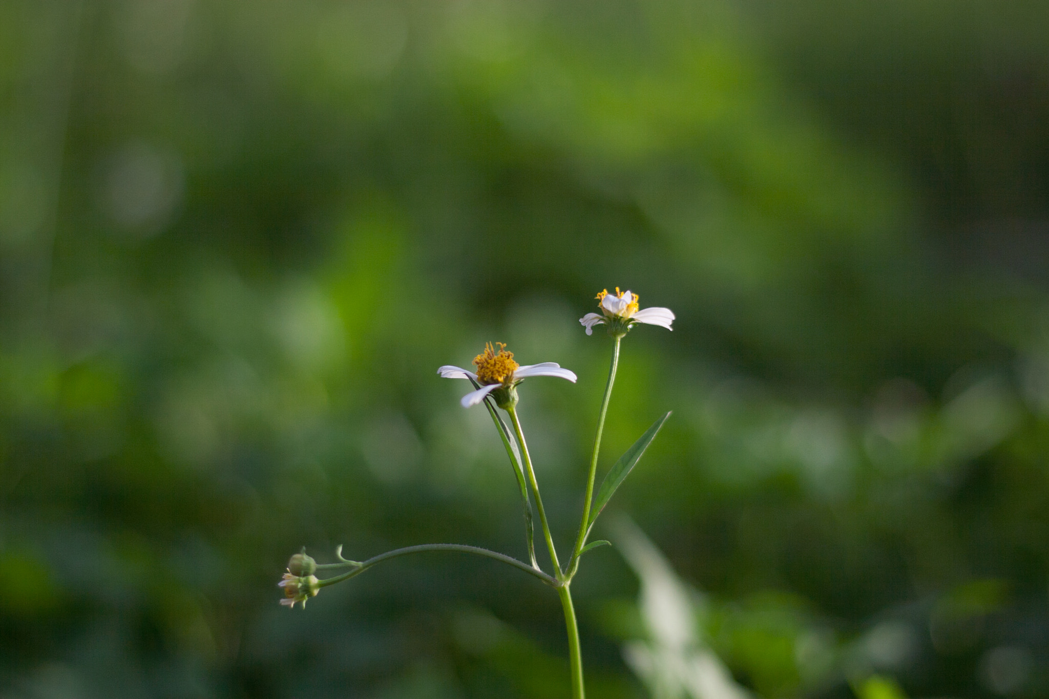 Canon EOS 30D + Canon EF 50mm F1.8 STM sample photo. Img photography