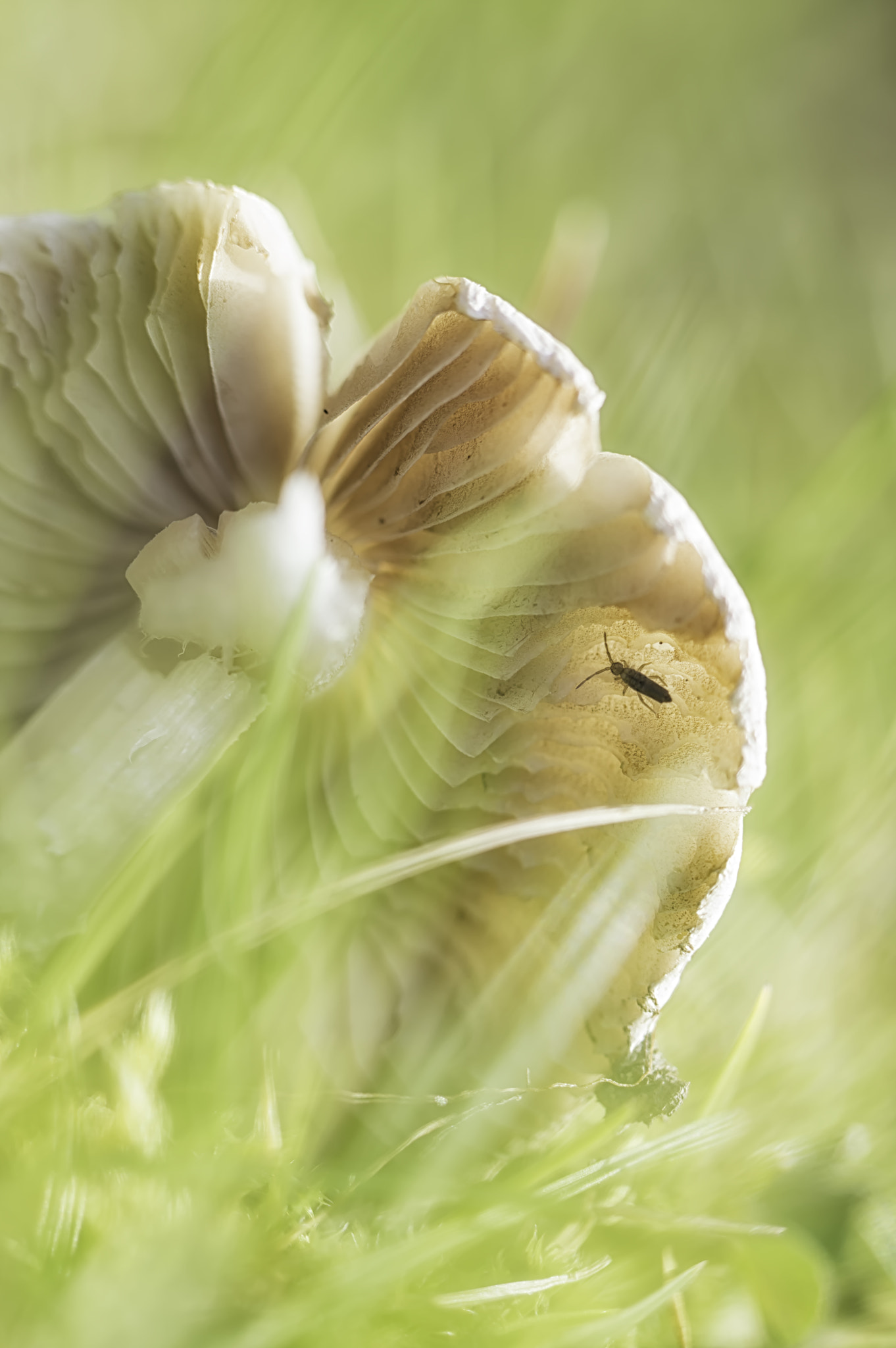 Nikon D3200 sample photo. Insect on mushroom photography