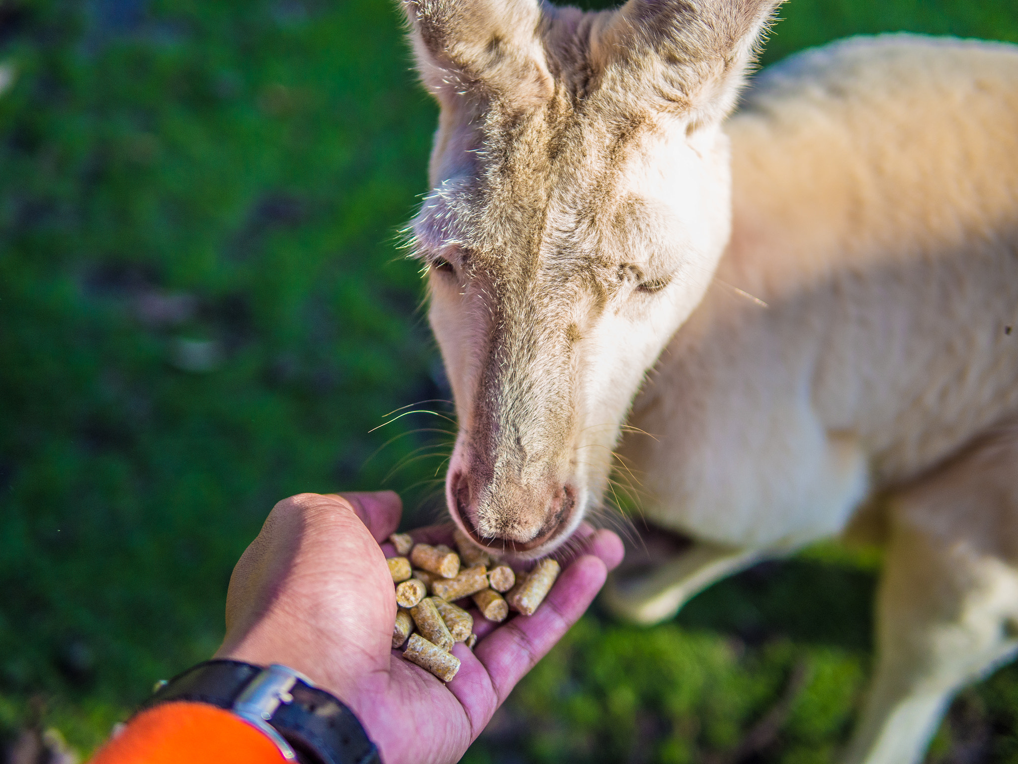 Olympus OM-D E-M5 + Panasonic Leica DG Summilux 25mm F1.4 II ASPH sample photo. Feeding a kangaroo photography