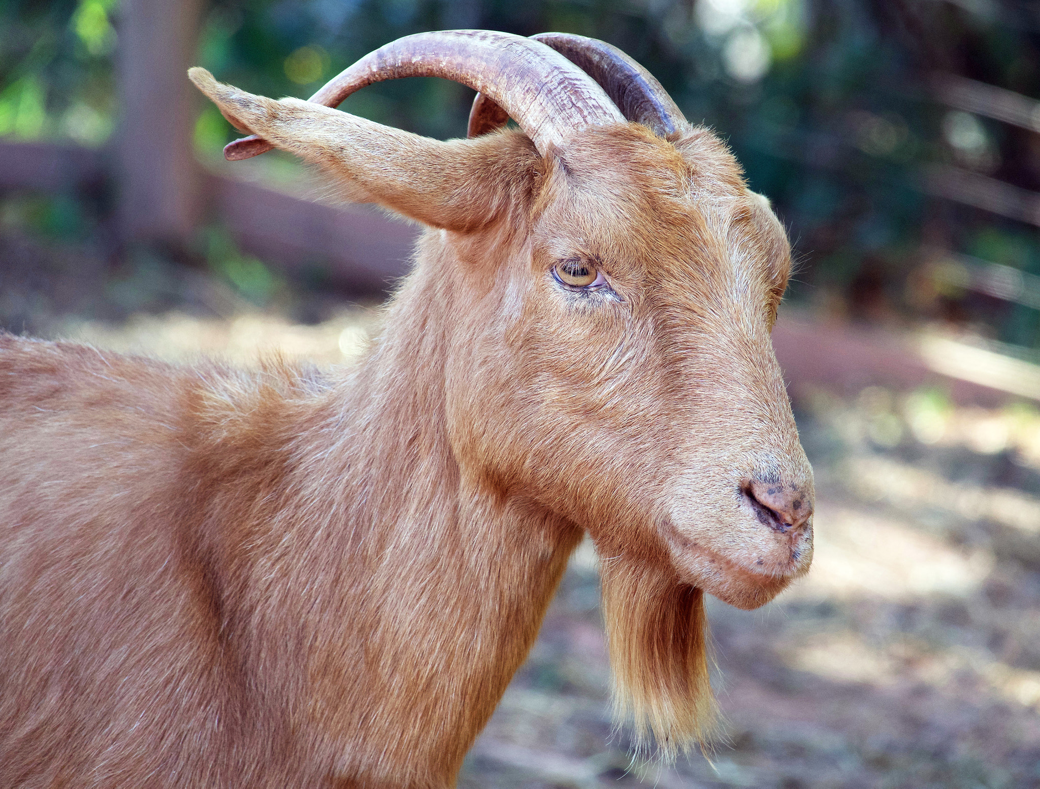 Sony 24-600mm F2.4-4.0 sample photo. Goat photography