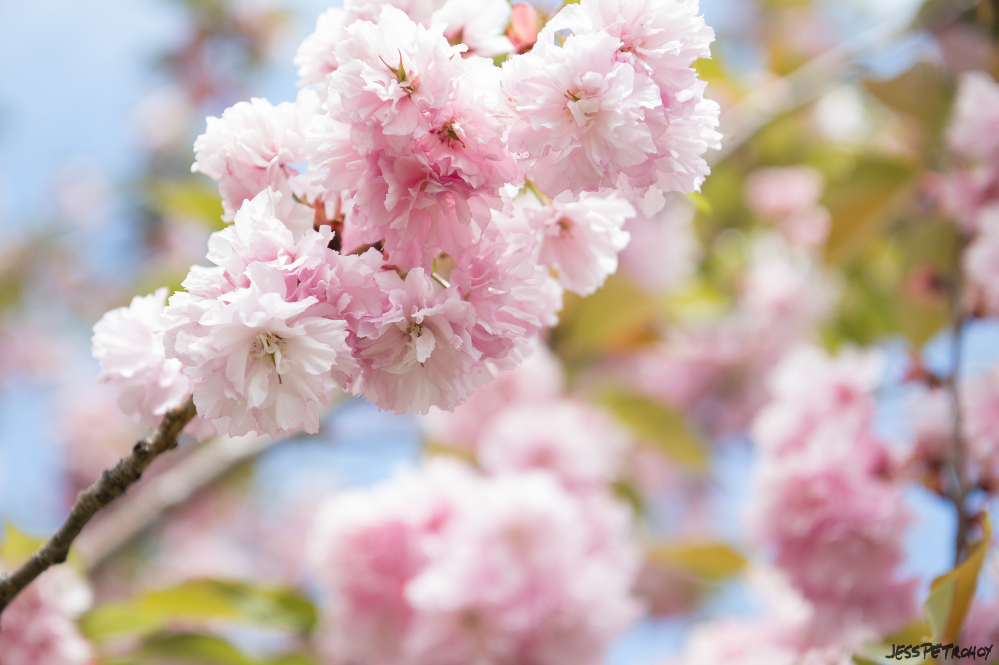 Canon EOS 650D (EOS Rebel T4i / EOS Kiss X6i) sample photo. Cherry blossoms photography