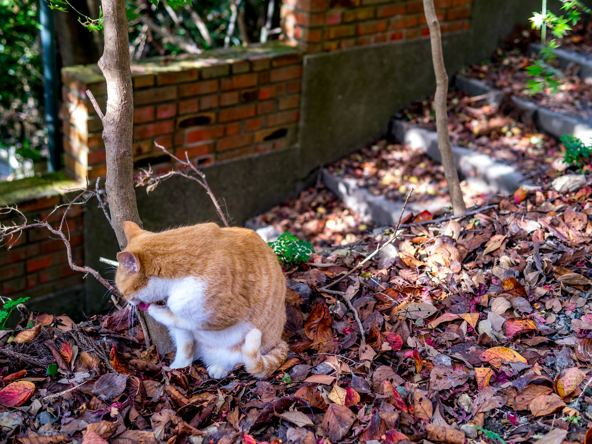 Panasonic Lumix DMC-GX1 + Panasonic Leica DG Summilux 25mm F1.4 II ASPH sample photo. Cat & てつがくのみち photography