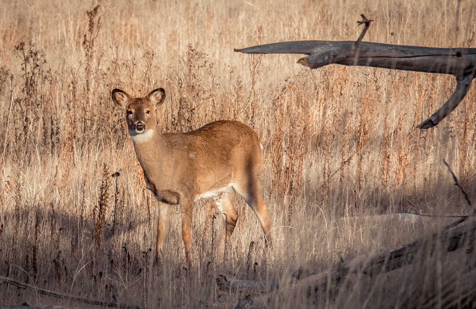 Fujifilm X-T10 + Fujifilm XC 50-230mm F4.5-6.7 OIS II sample photo. Whitetail deer photography